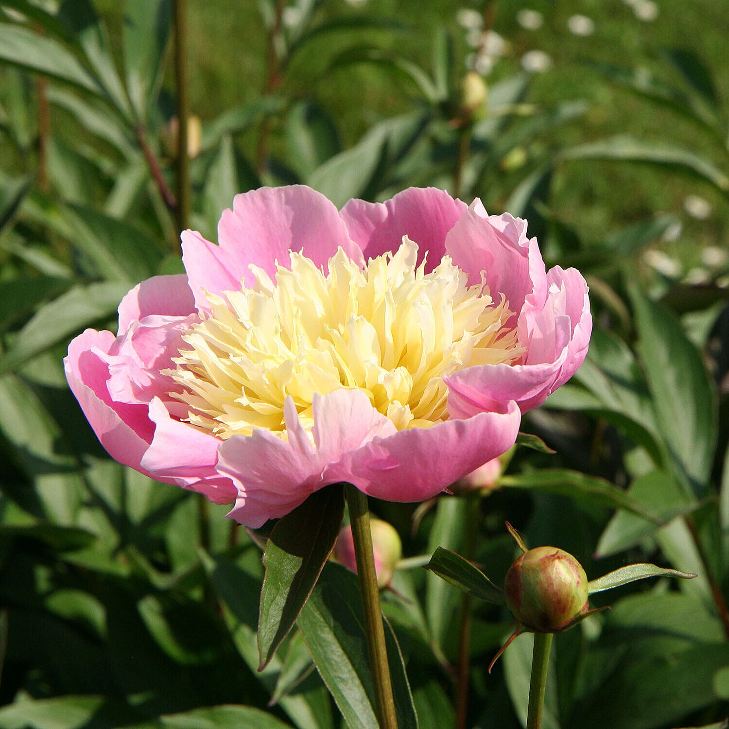 3 Bare Root Peonies - Bowl of Beauty