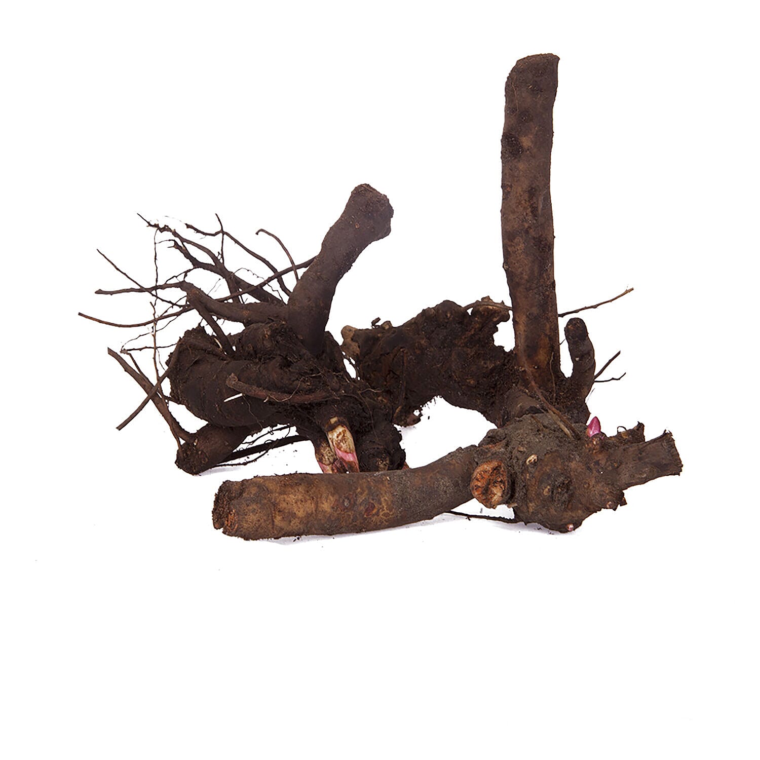 3 Bare Root Peonies - Bowl of Beauty