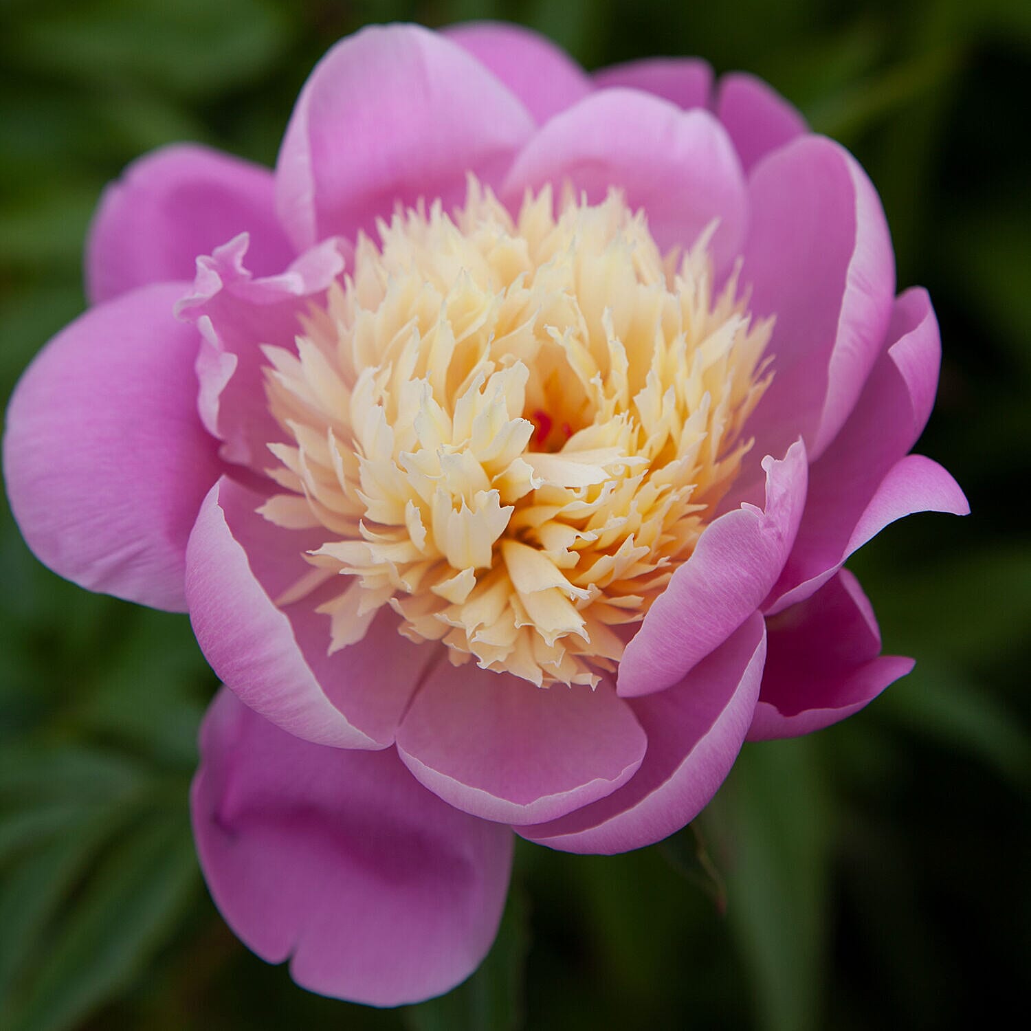 3 Bare Root Peonies - Bowl of Beauty