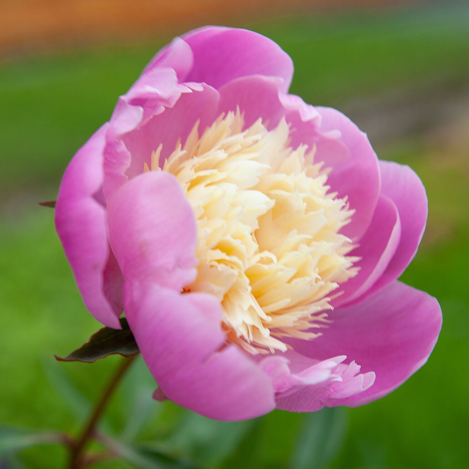 3 Bare Root Peonies - Bowl of Beauty