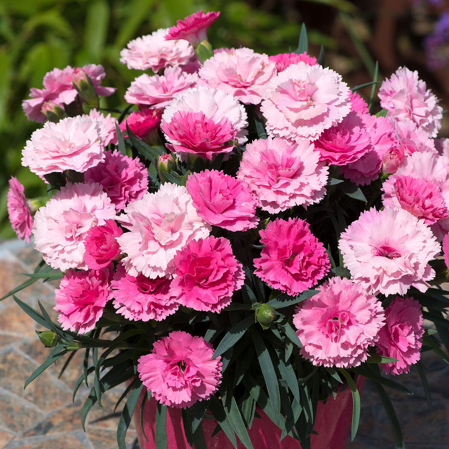 Set of 12 Garden Pinks (Dianthus) Plugs