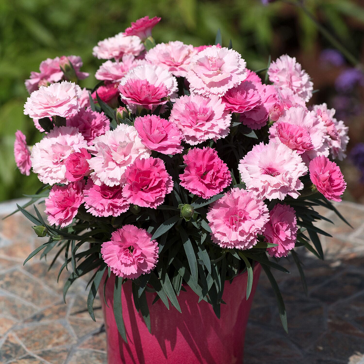 Set of 12 Garden Pinks (Dianthus) Plugs