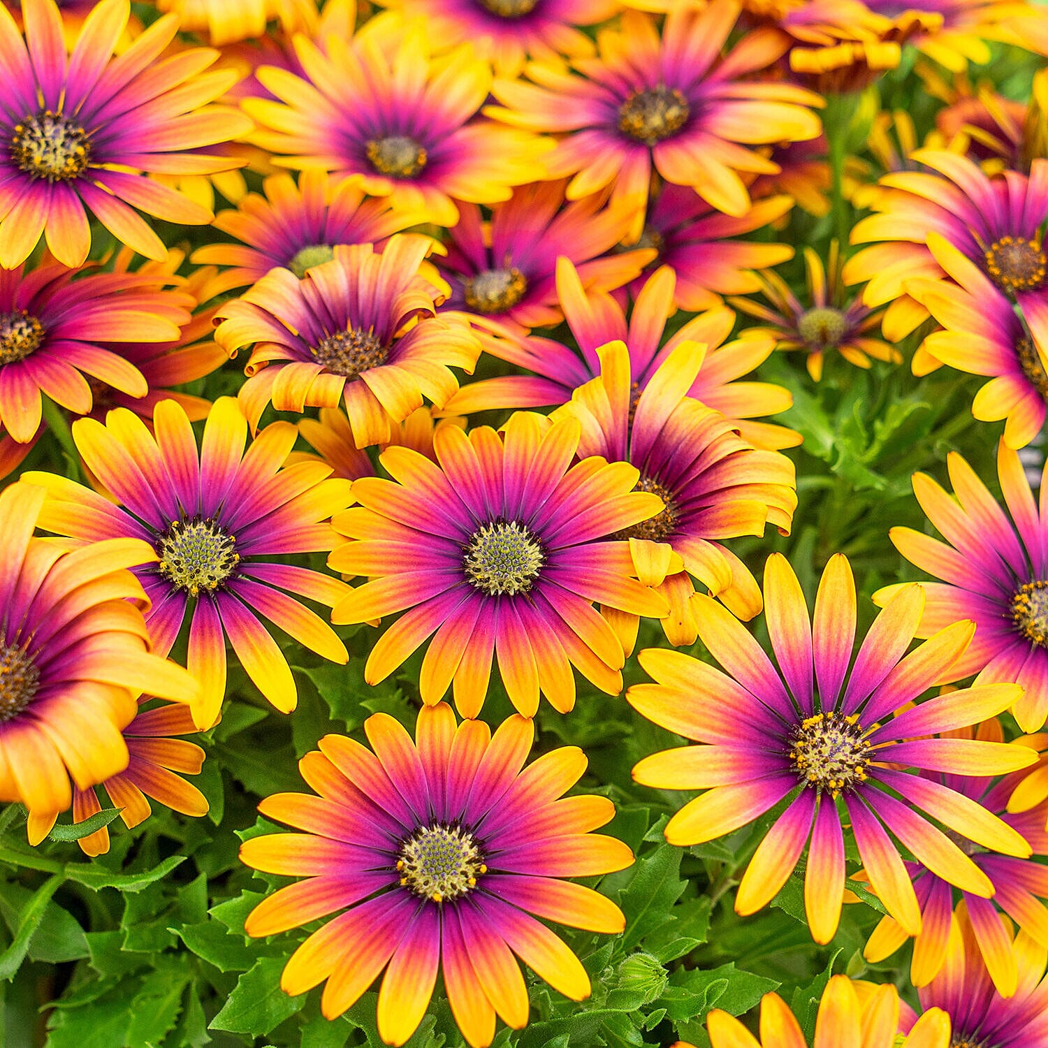 6 Osteospermum Purple Sun Plugs