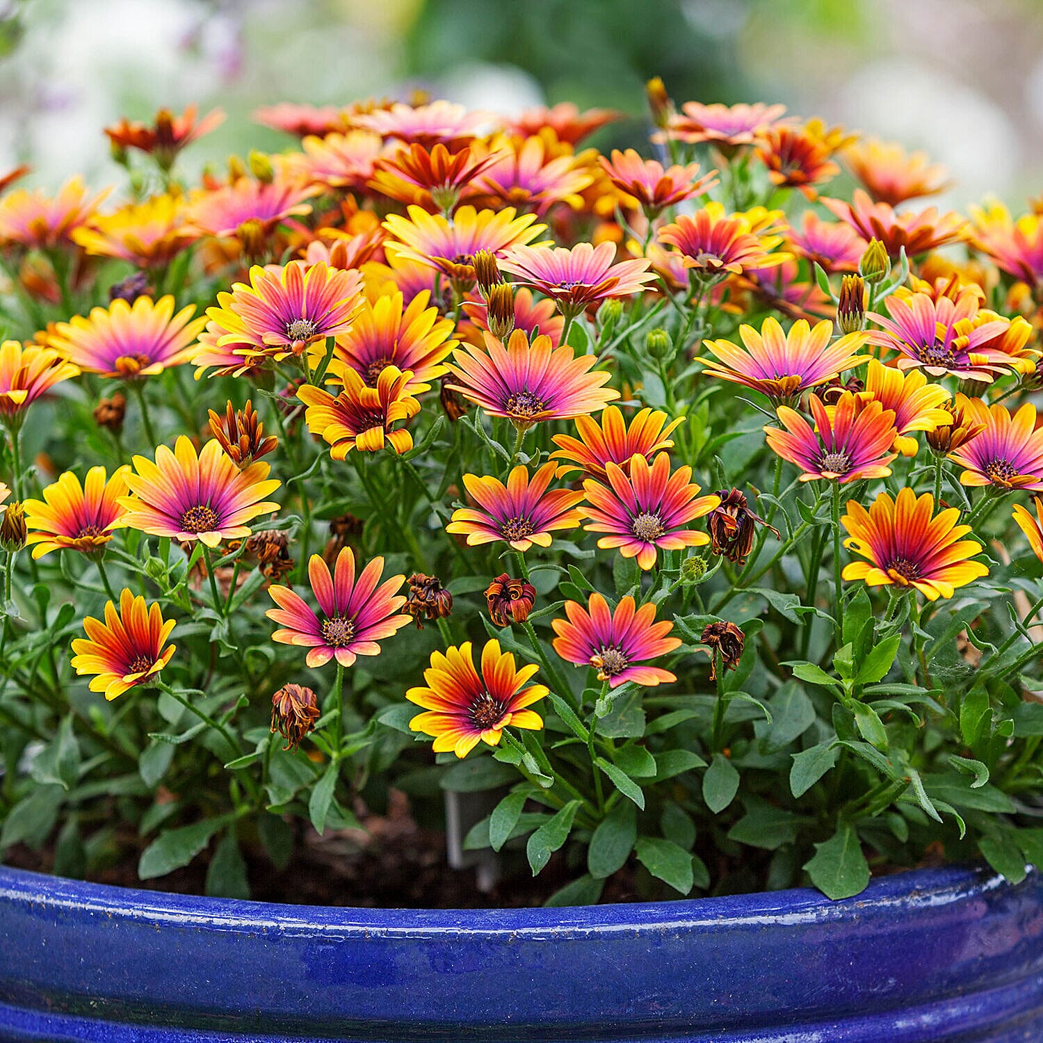 6 Osteospermum Purple Sun Plugs