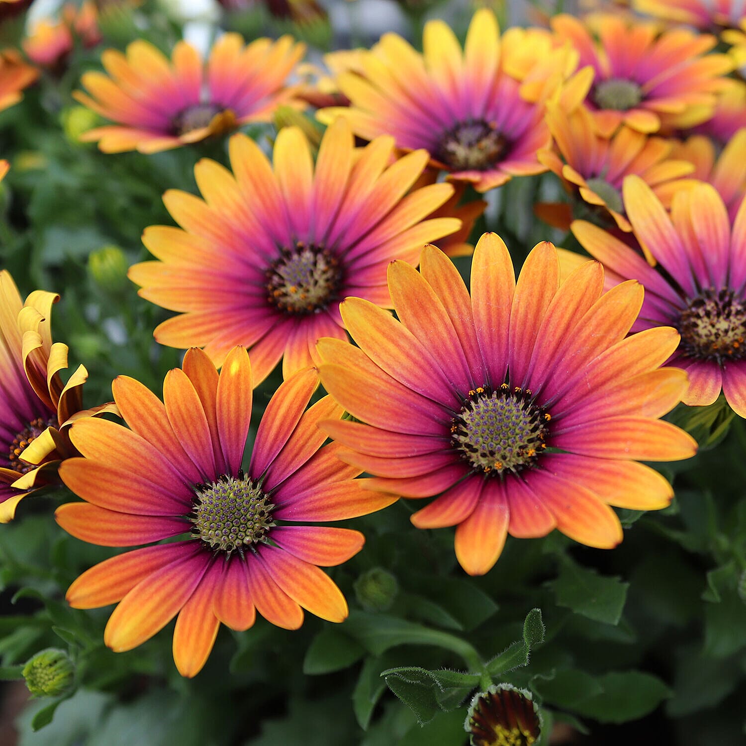 6 Osteospermum Purple Sun Plugs