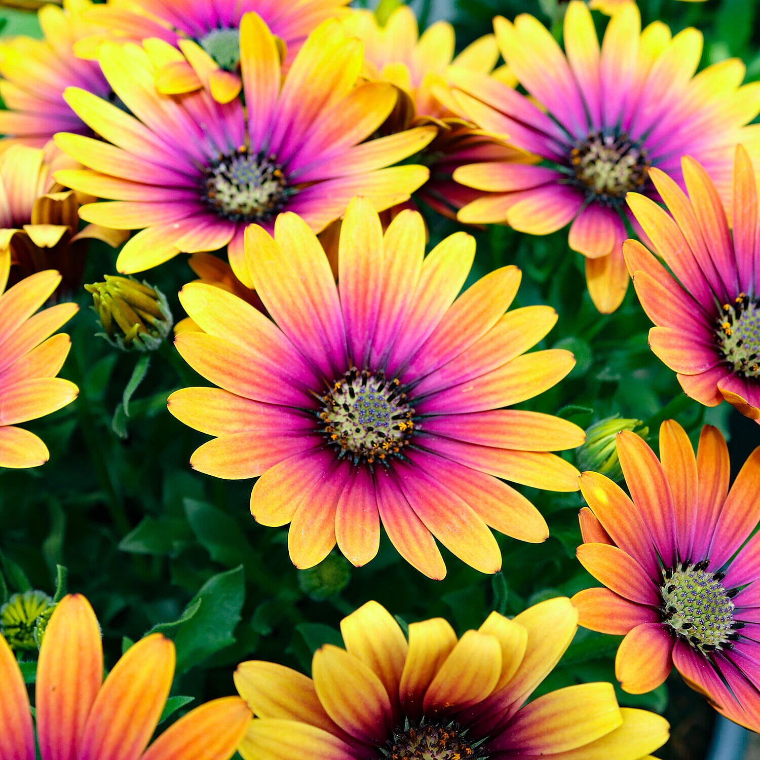 6 Osteospermum Purple Sun Plugs