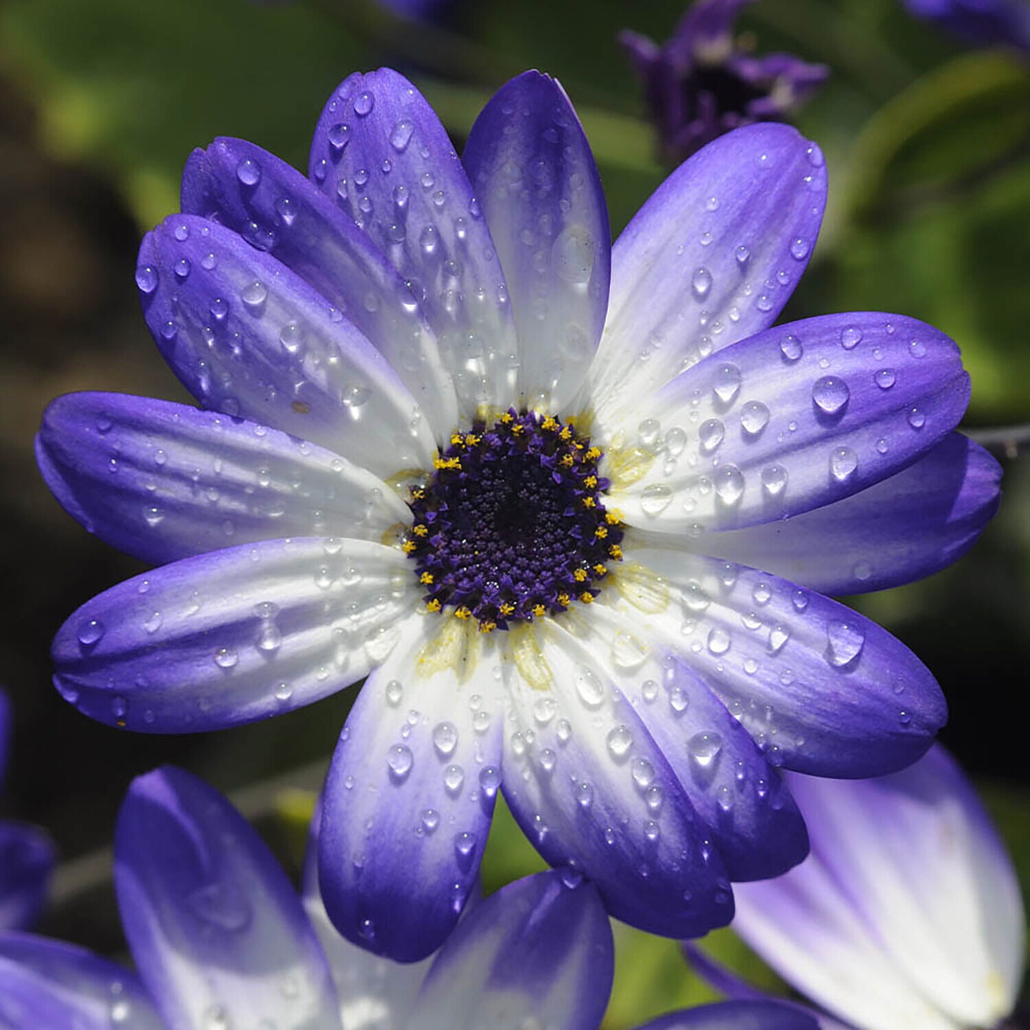 12 Mixed Colour Senetti Plugs
