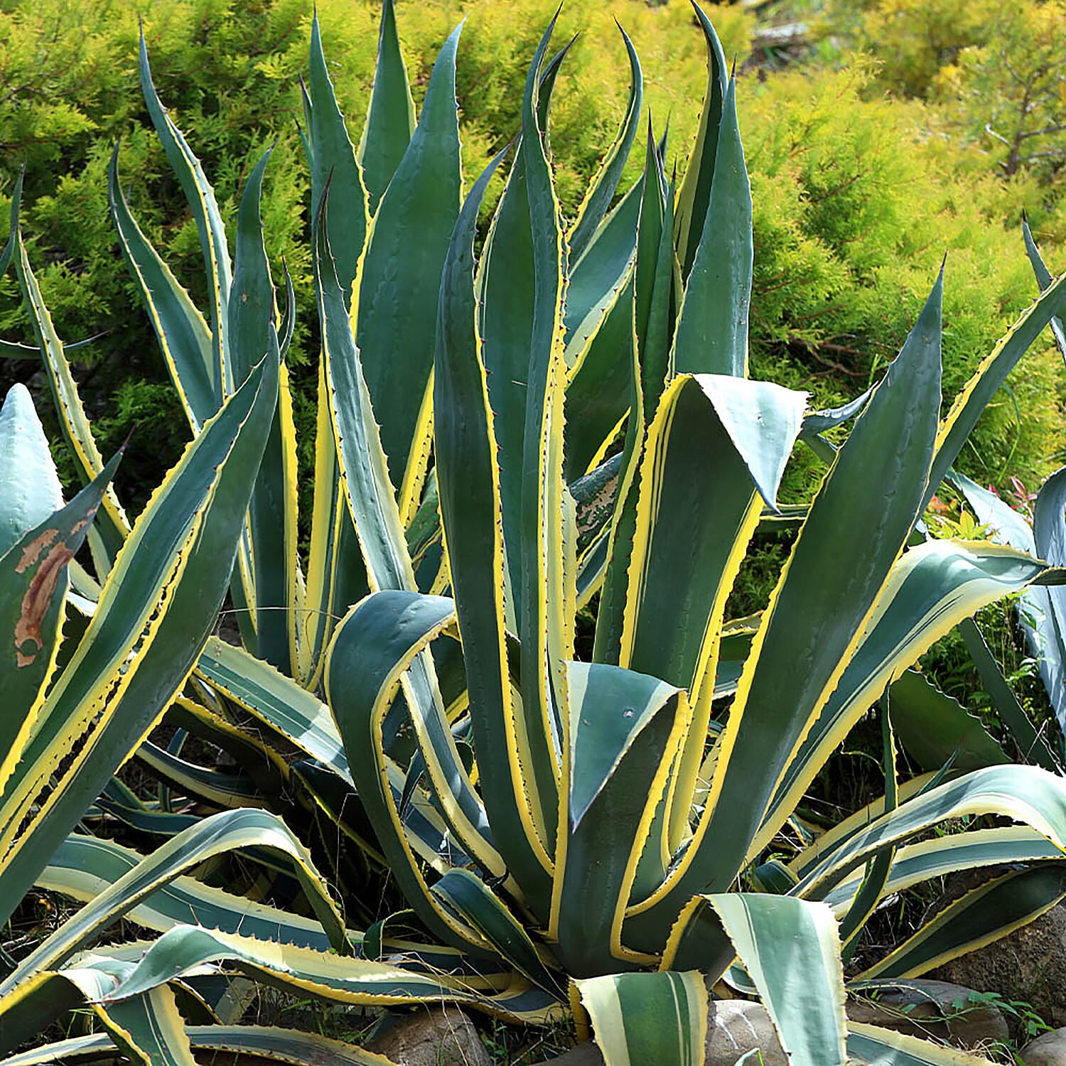 Hardy Agave americana 3L pot