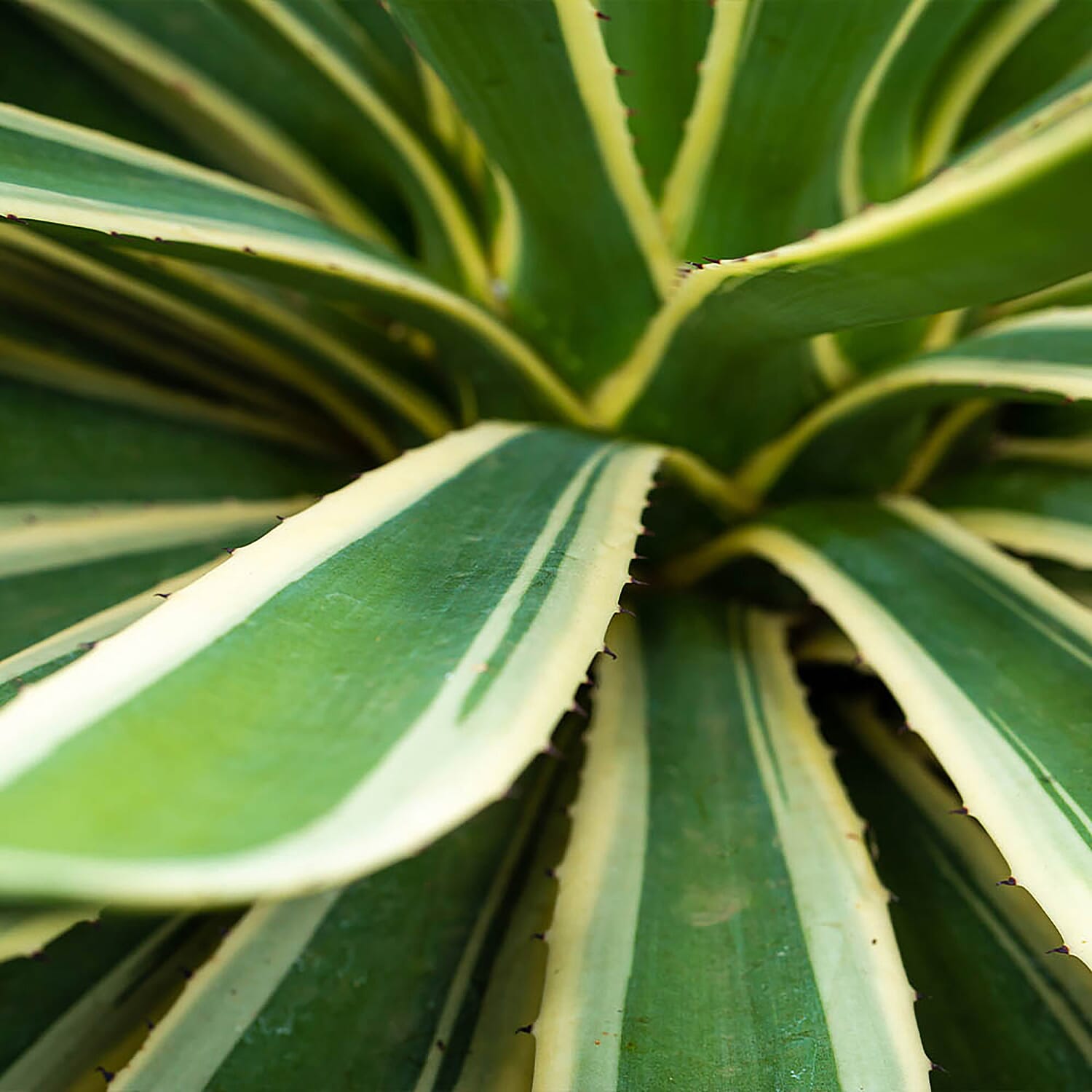 Hardy Agave americana 3L pot