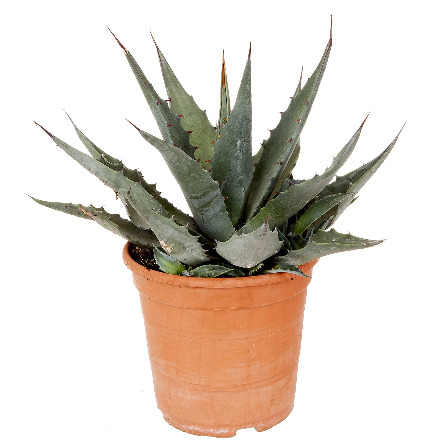 Hardy Agave americana 3L pot