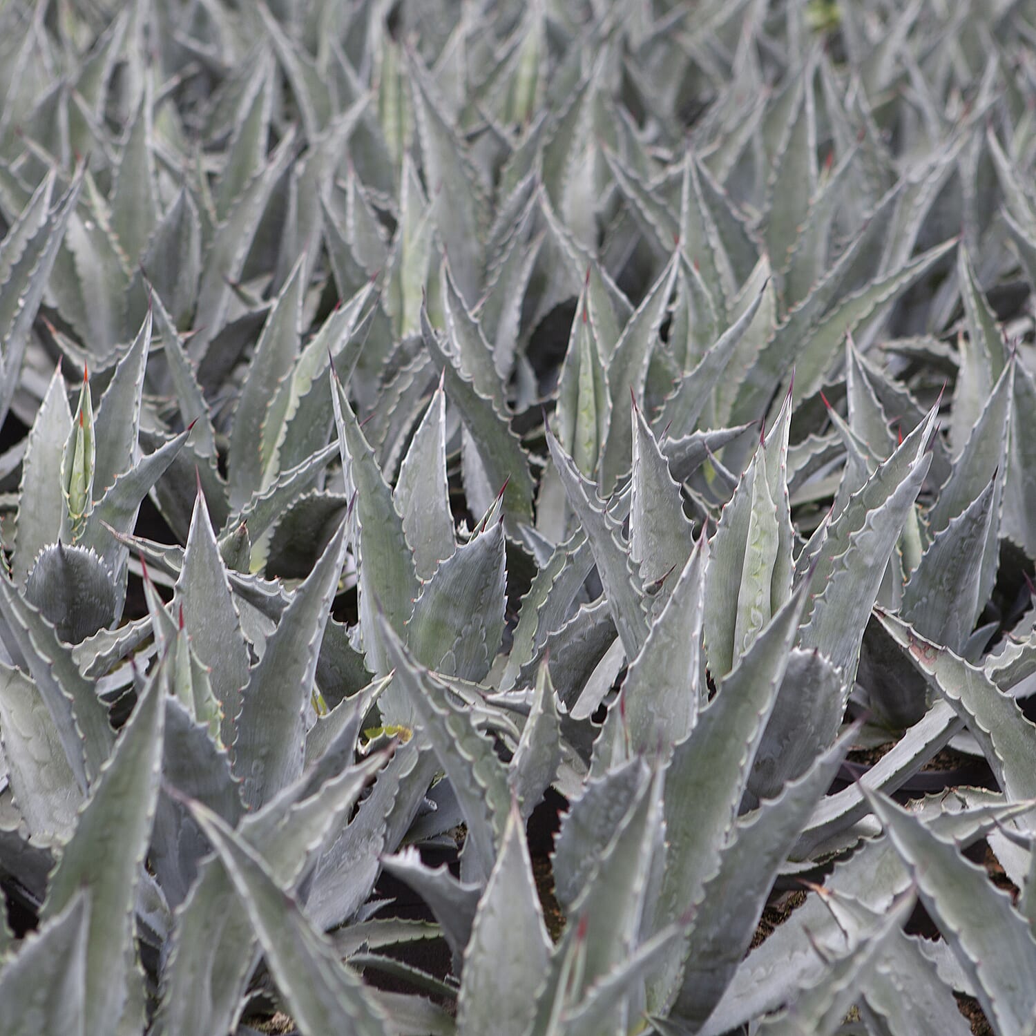 Hardy Agave americana 3L pot