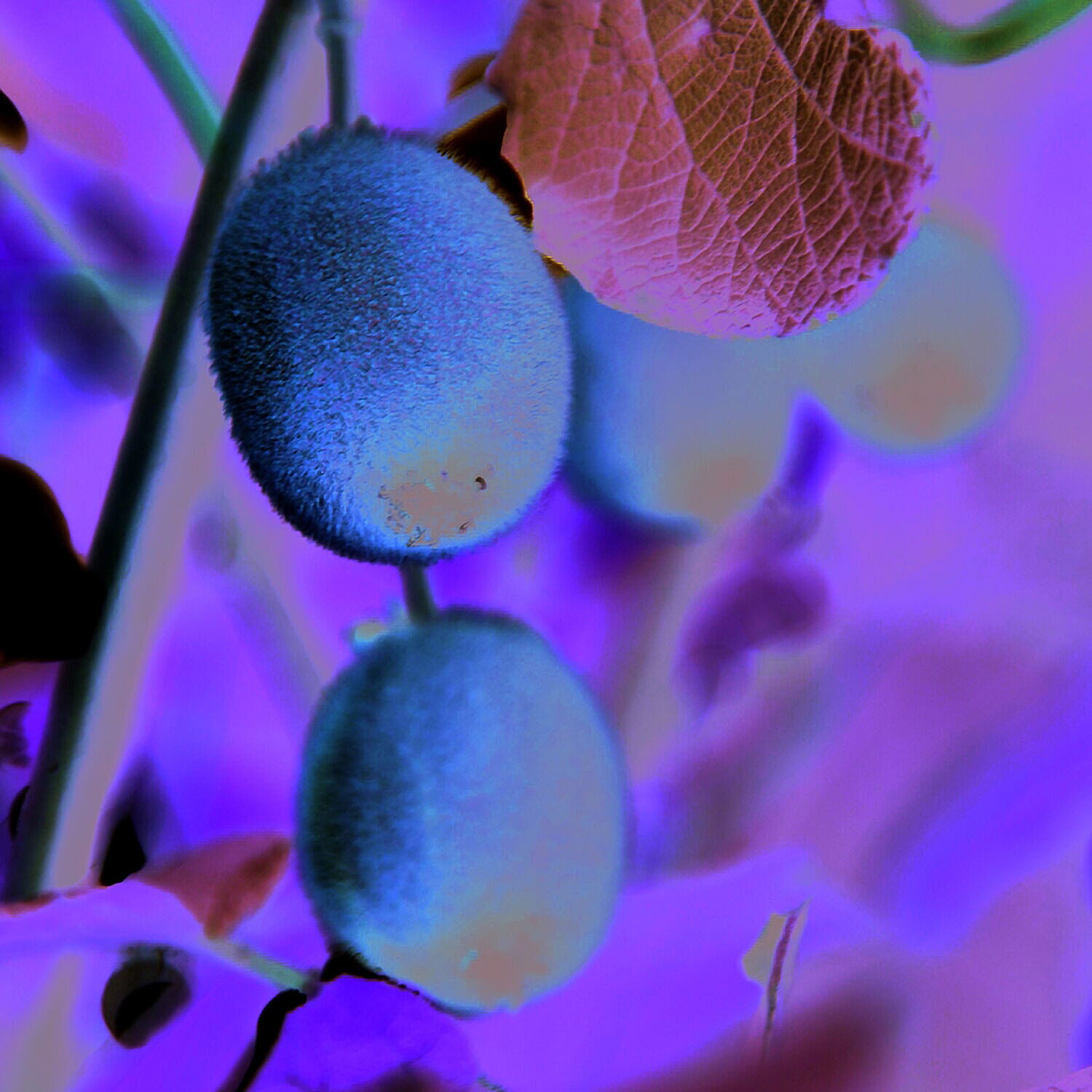 Kiwi Fruit (Actinidia) Jenny 2L pot