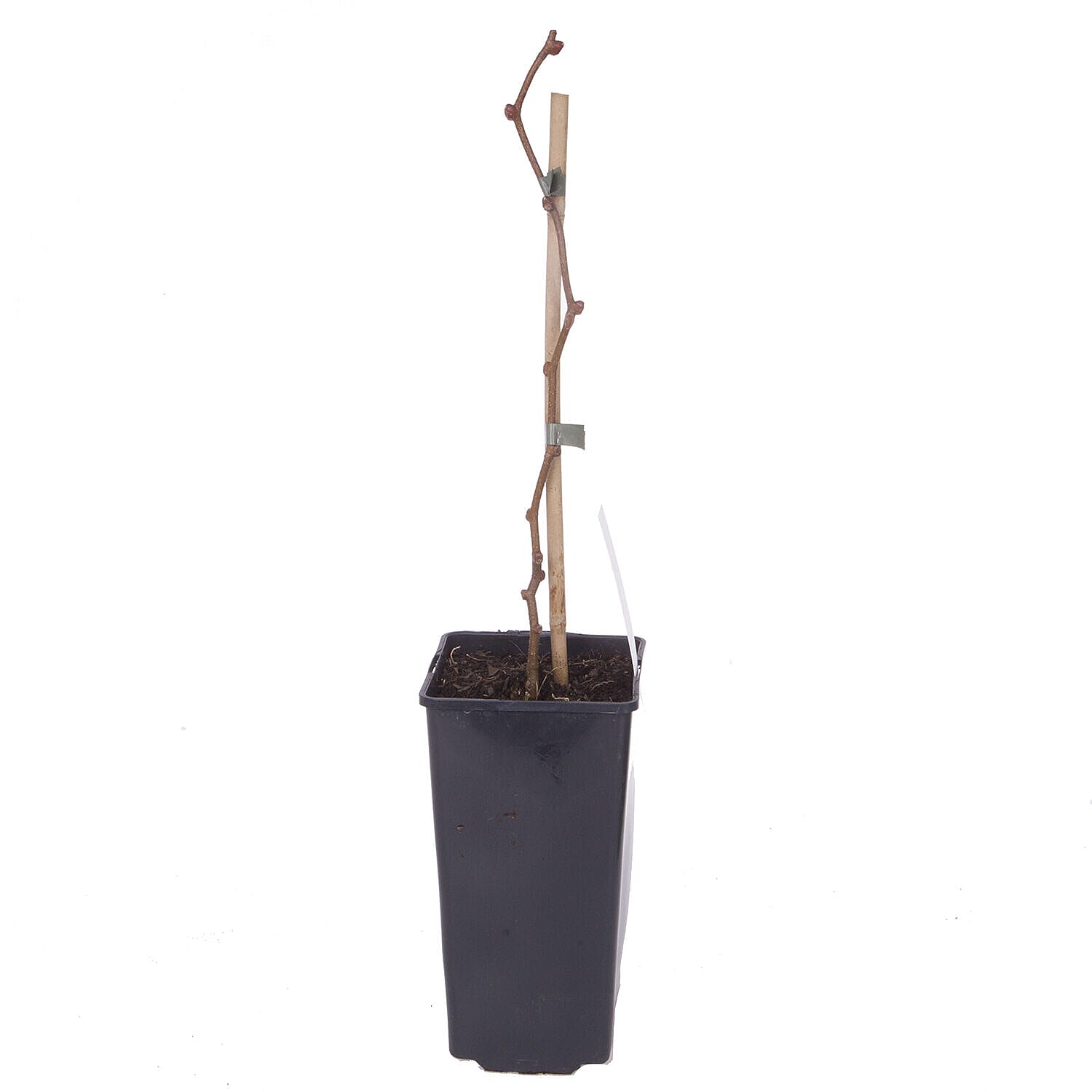 Kiwi Fruit (Actinidia) Jenny 2L pot