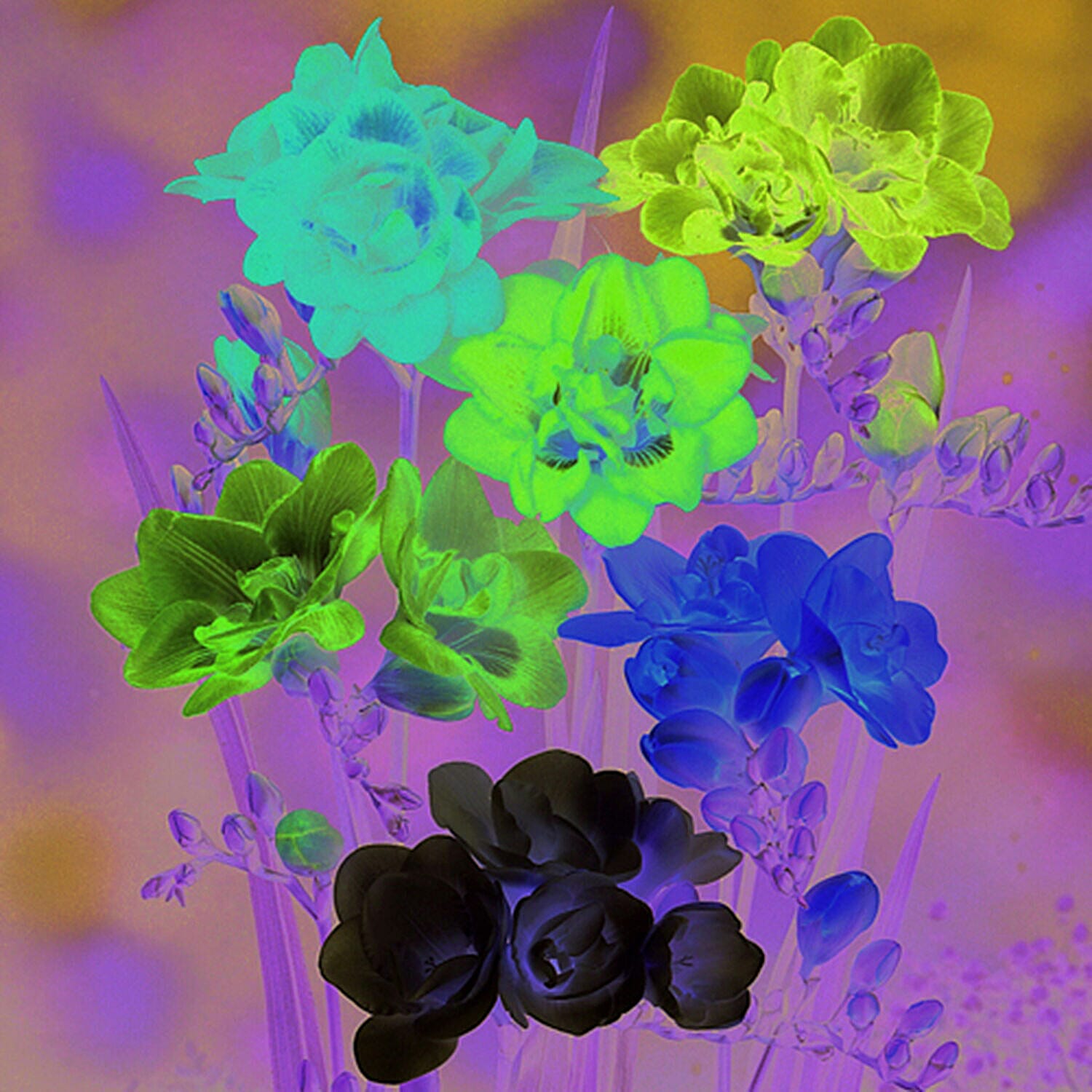 100 Mixed Colours Double Freesias Bulbs