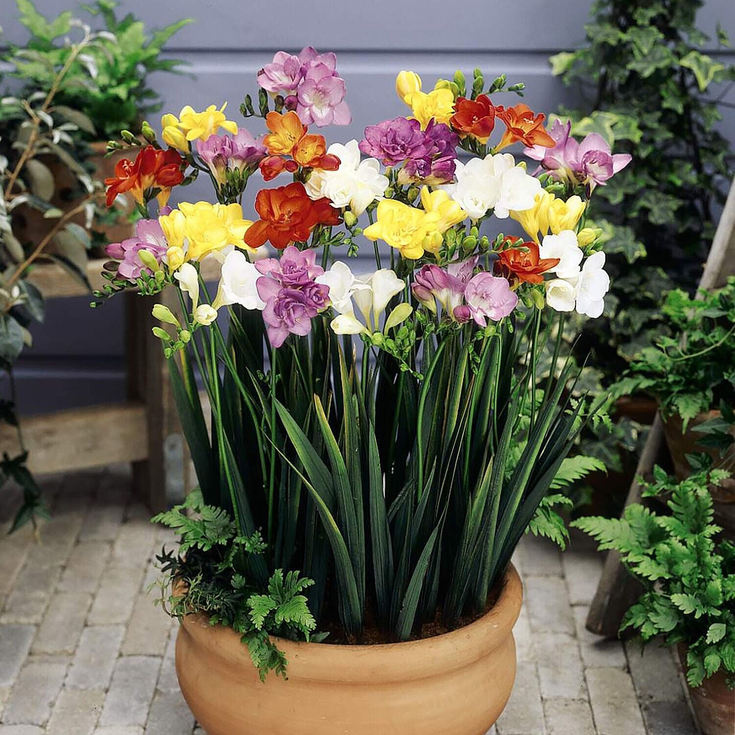 100 Mixed Colours Double Freesias Bulbs