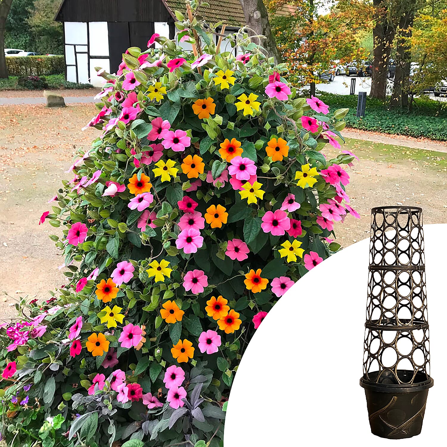 Tower Pot Trelis System PLUS 6 Mixed Black Eyed Susan Climber Plug Plants