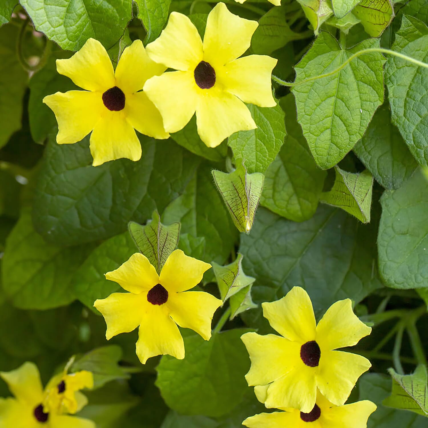 Tower Pot Trelis System PLUS 6 Mixed Black Eyed Susan Climber Plug Plants