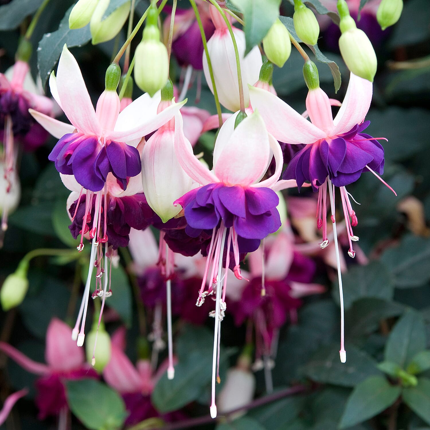 12 American Giant Fuchsia Plug Plants
