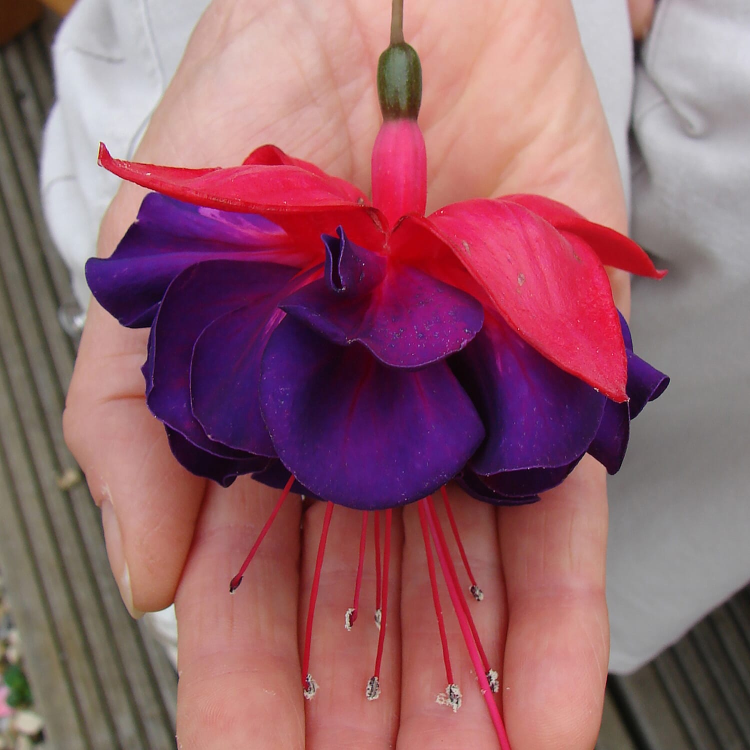 12 American Giant Fuchsia Plug Plants