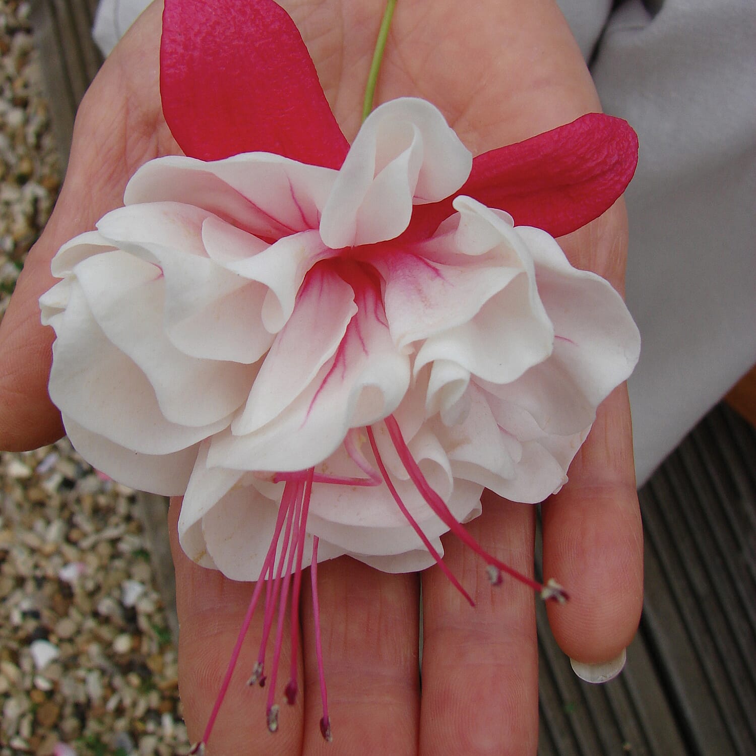 12 American Giant Fuchsia Plug Plants