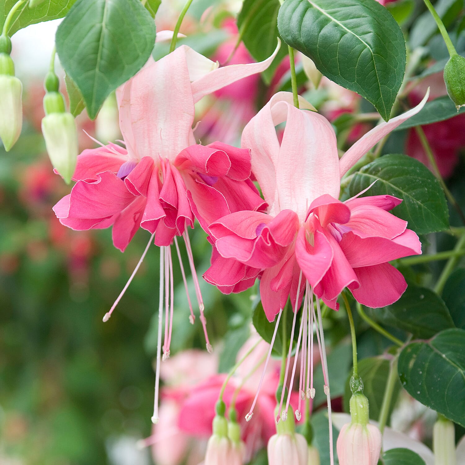 12 American Giant Fuchsia Plug Plants