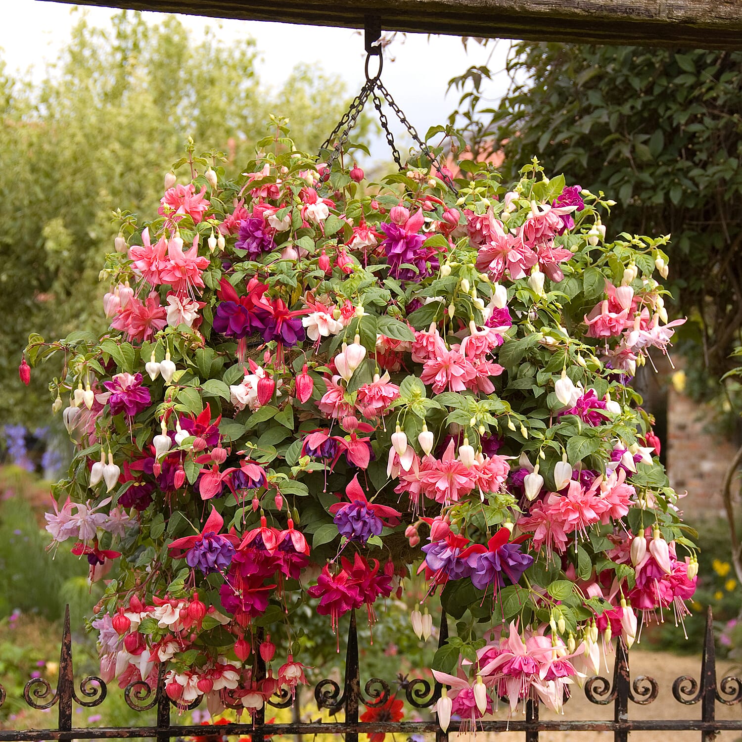 12 American Giant Fuchsia Plug Plants