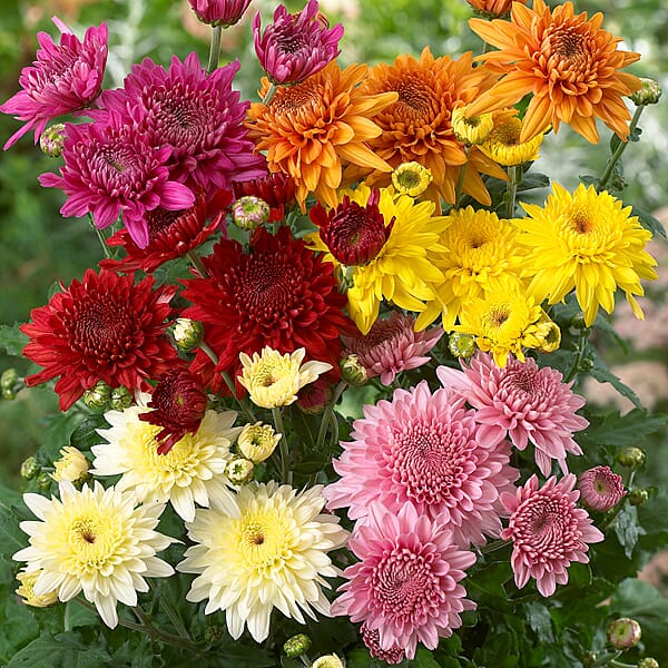 Collection of 12 Garden Spray Chrysanthemum Plug Plants 7534251 TJC
