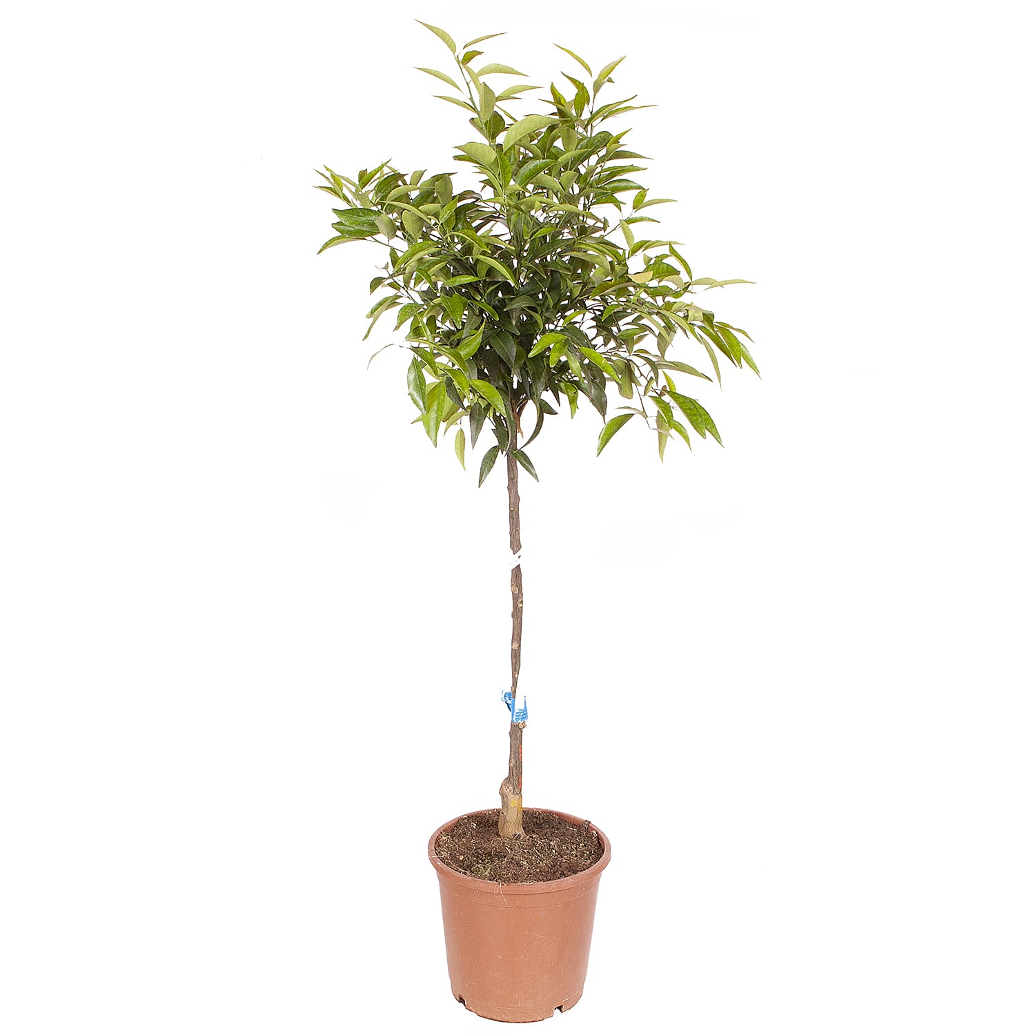 Mandarin Citrus Tree in 6L pot