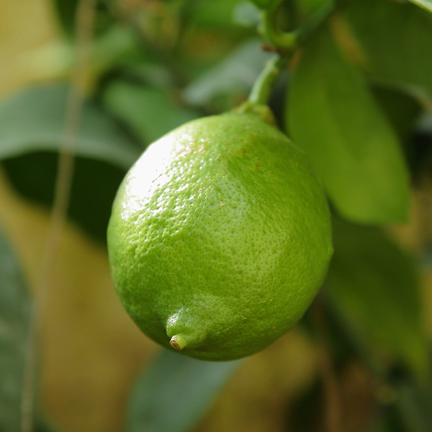 Lime Citrus Tree in 6L pot