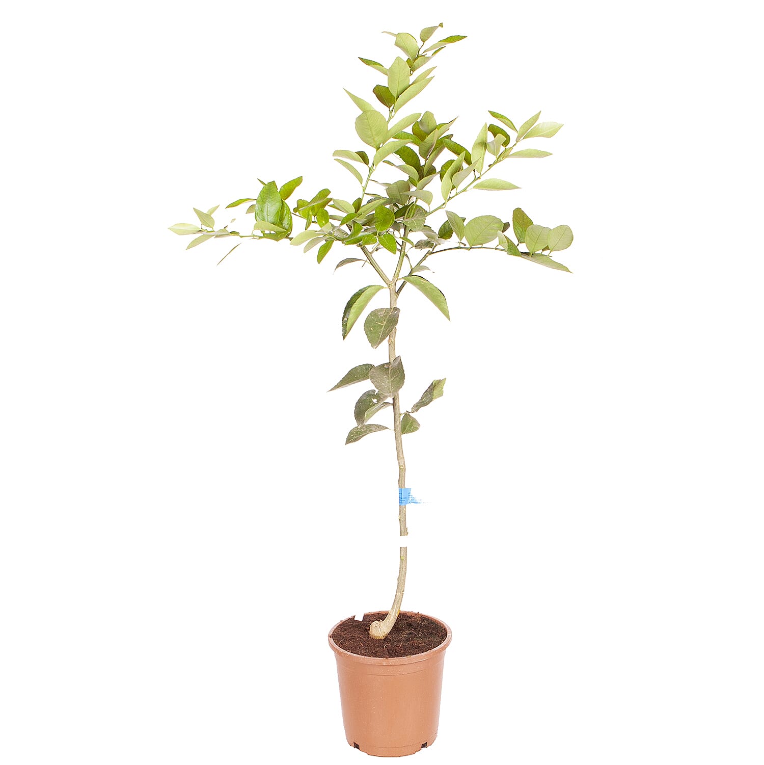 Lime Citrus Tree in 6L pot