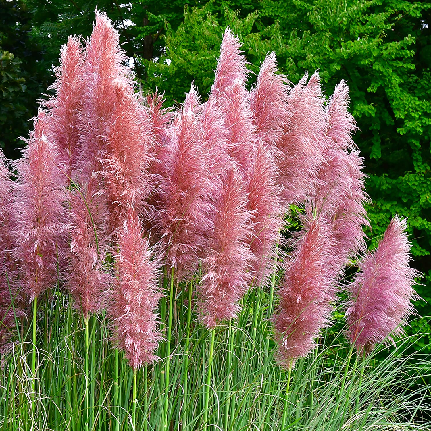 Pair of Pretty Pink Pampas Grass in 9cm Pots - Grows To 2m High