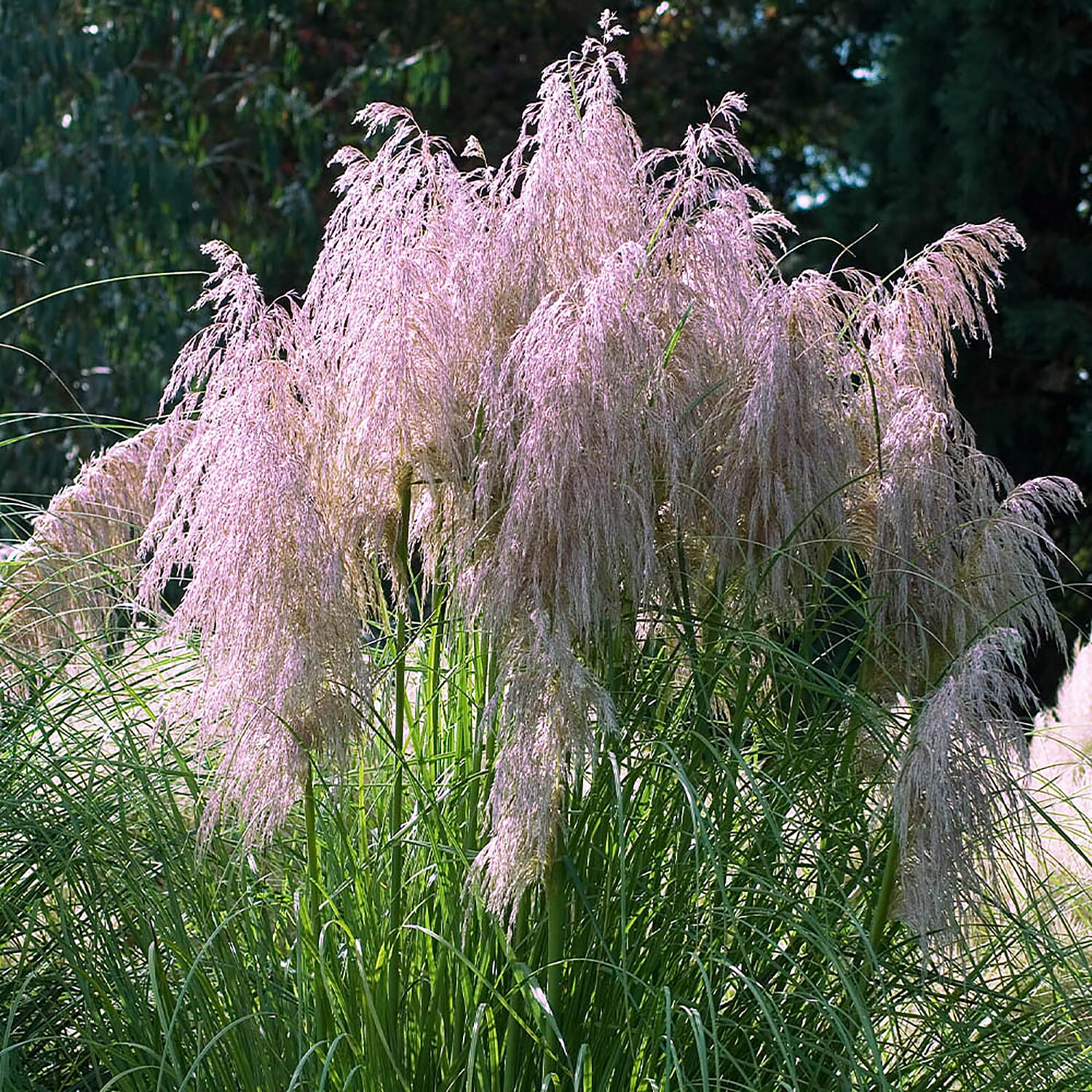 Pair of Pretty Pink Pampas Grass in 9cm Pots - Grows To 2m High