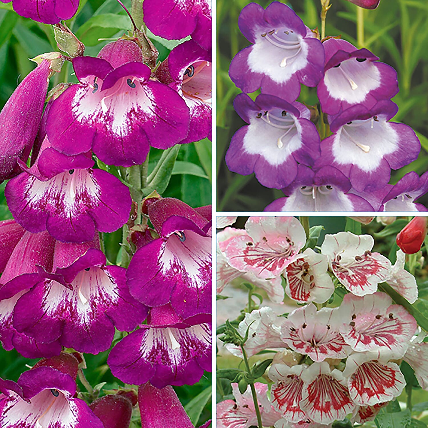 3 Penstemon in 9cm Pots -  Winter Hardy Perennial