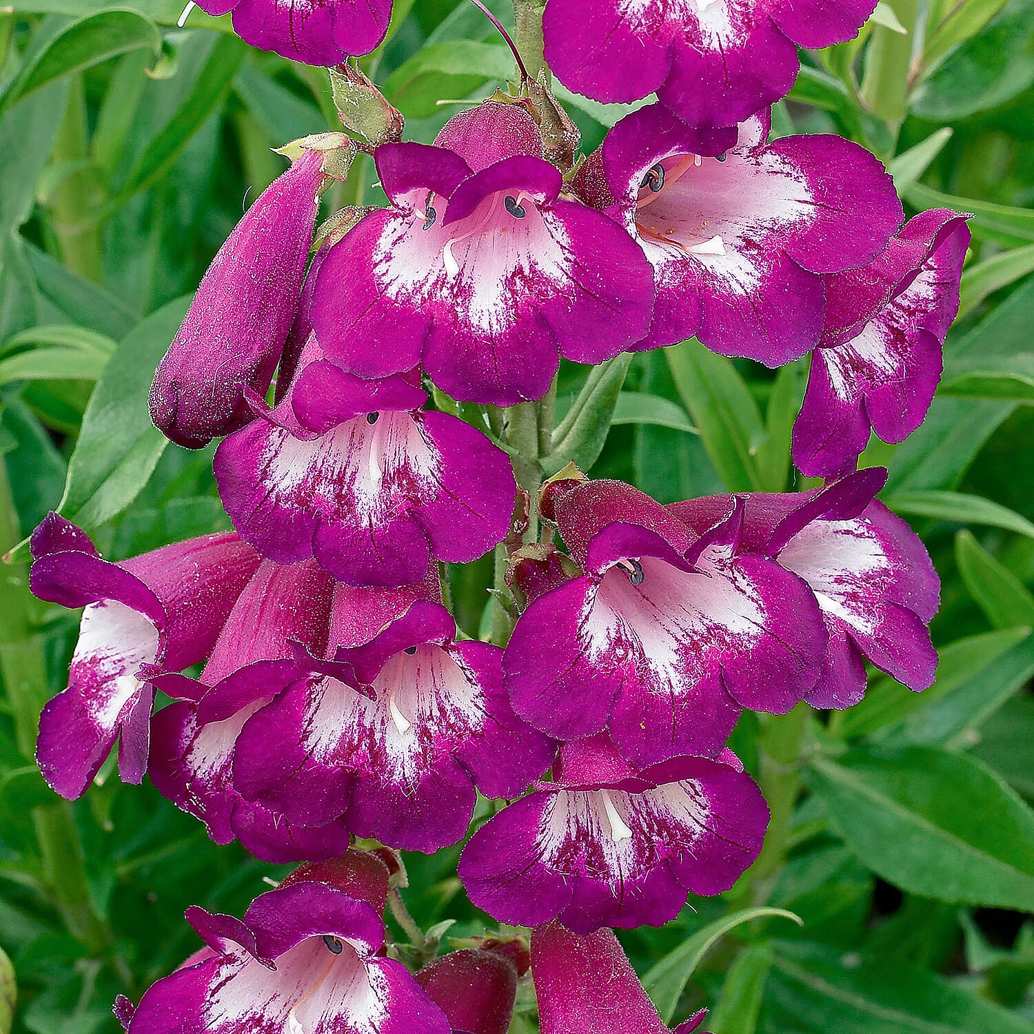 3 Penstemon in 9cm Pots -  Winter Hardy Perennial