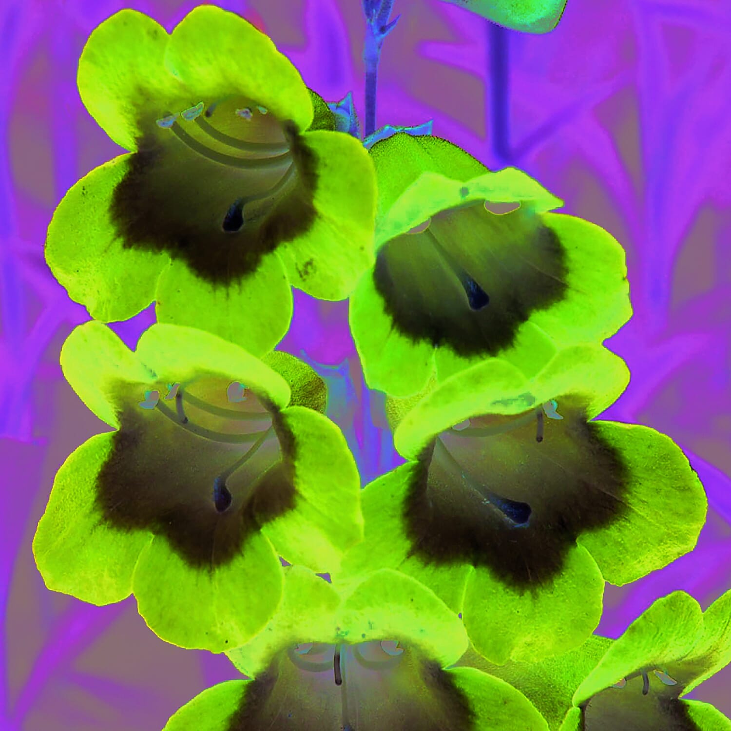 3 Penstemon in 9cm Pots -  Winter Hardy Perennial