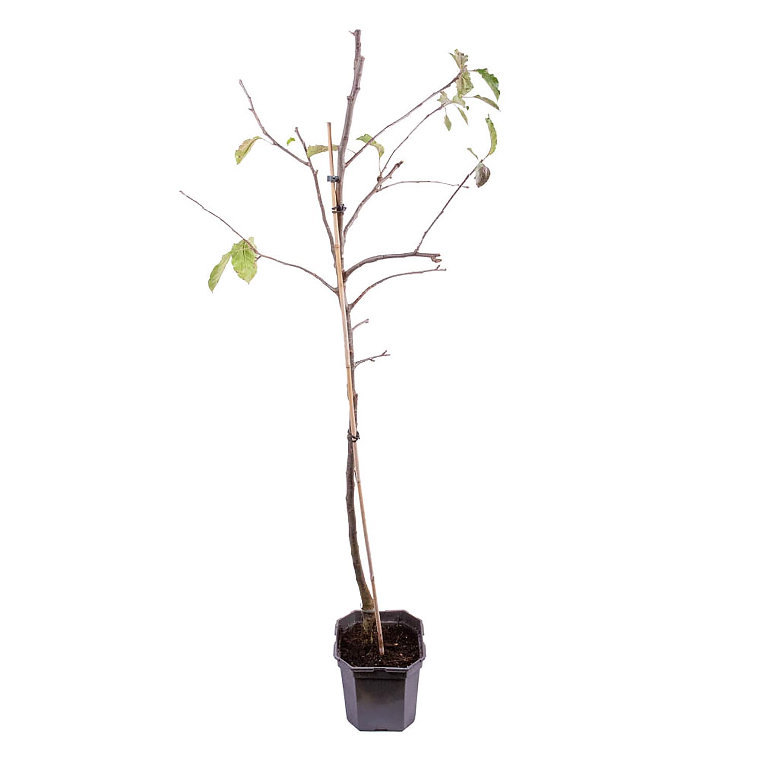 Jonagold Apple Tree in 24cm Pot