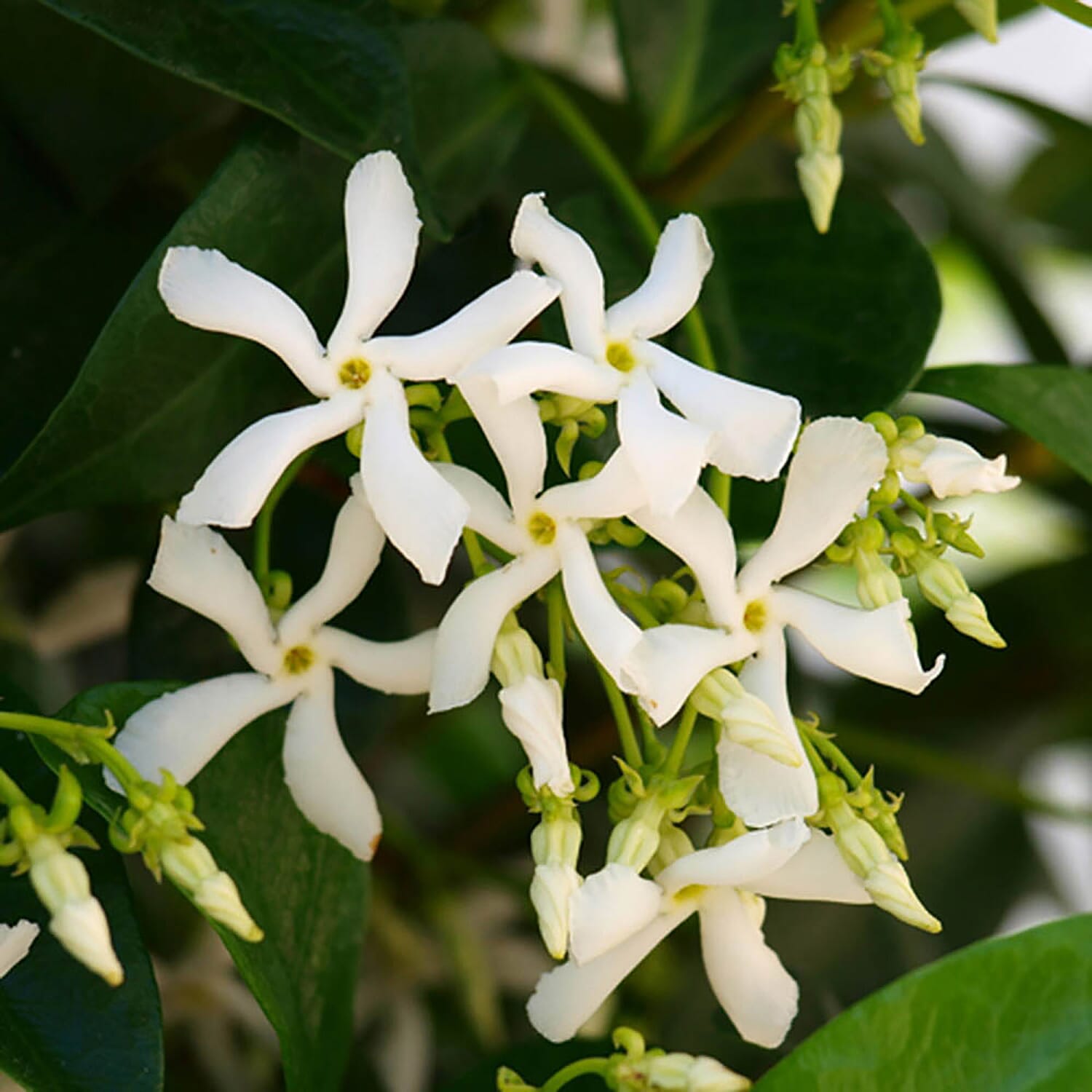Star Jasmine Trachelospermum 80cm Tall