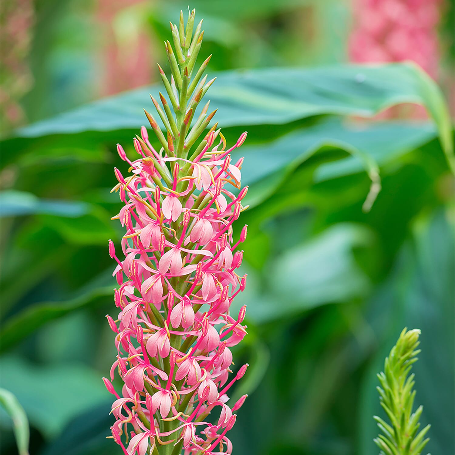 Pair of Ginger Lily Pink Princess Tubers