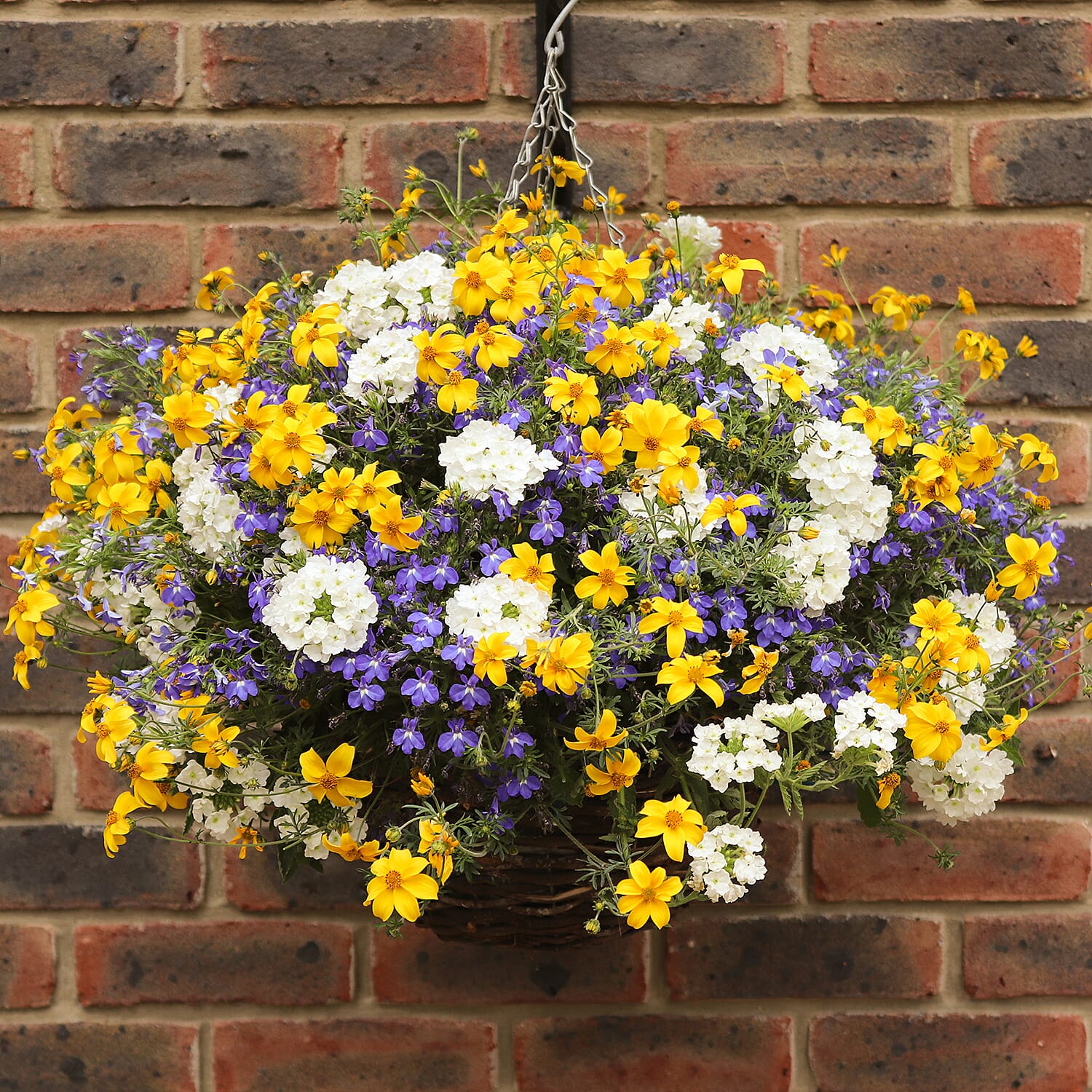 Pair of Pre-planted Lemon, Blue & White - Bidens, Lobelia and Verbena PLUS Hanging Baskets