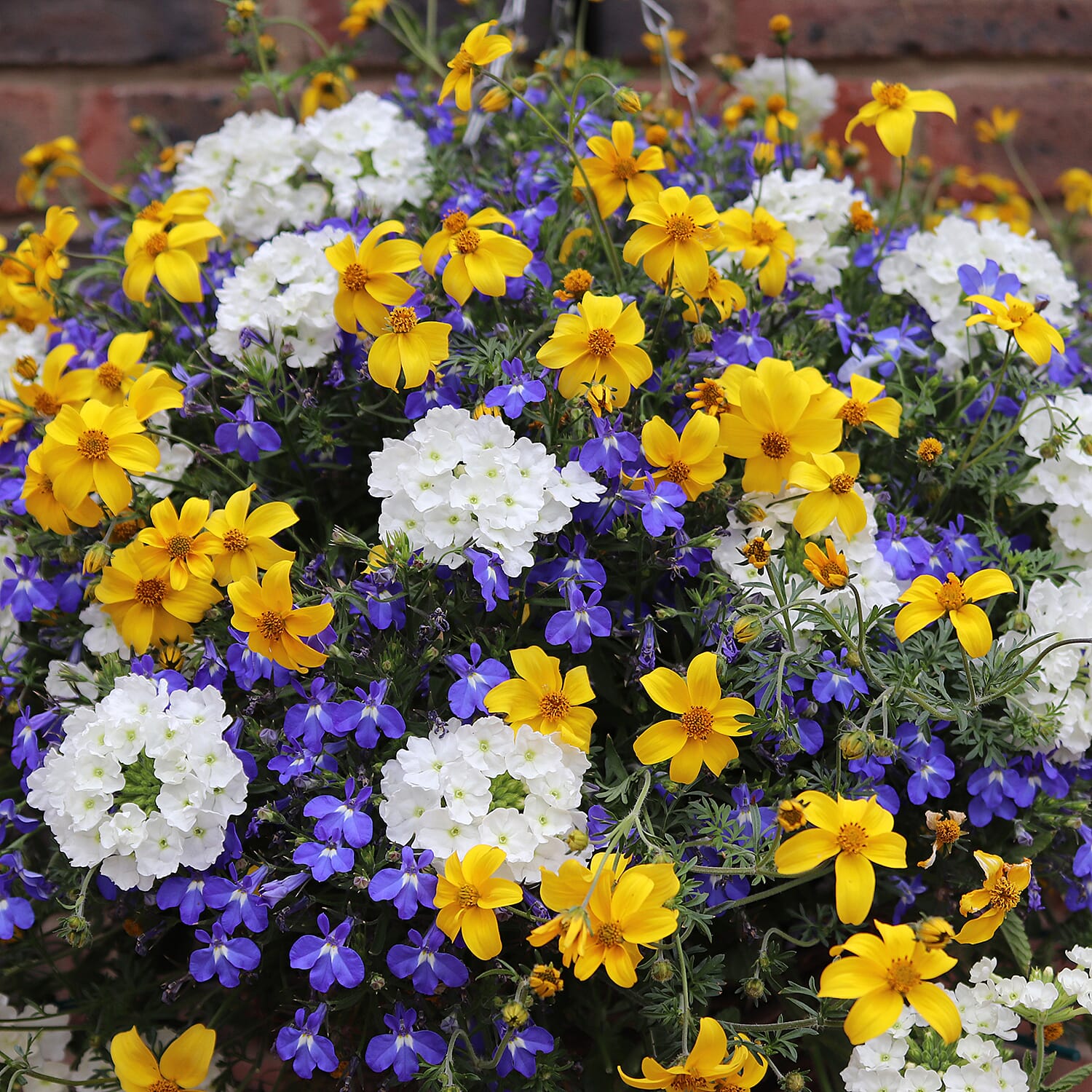 Pair of Pre-planted Lemon, Blue & White - Bidens, Lobelia and Verbena PLUS Hanging Baskets