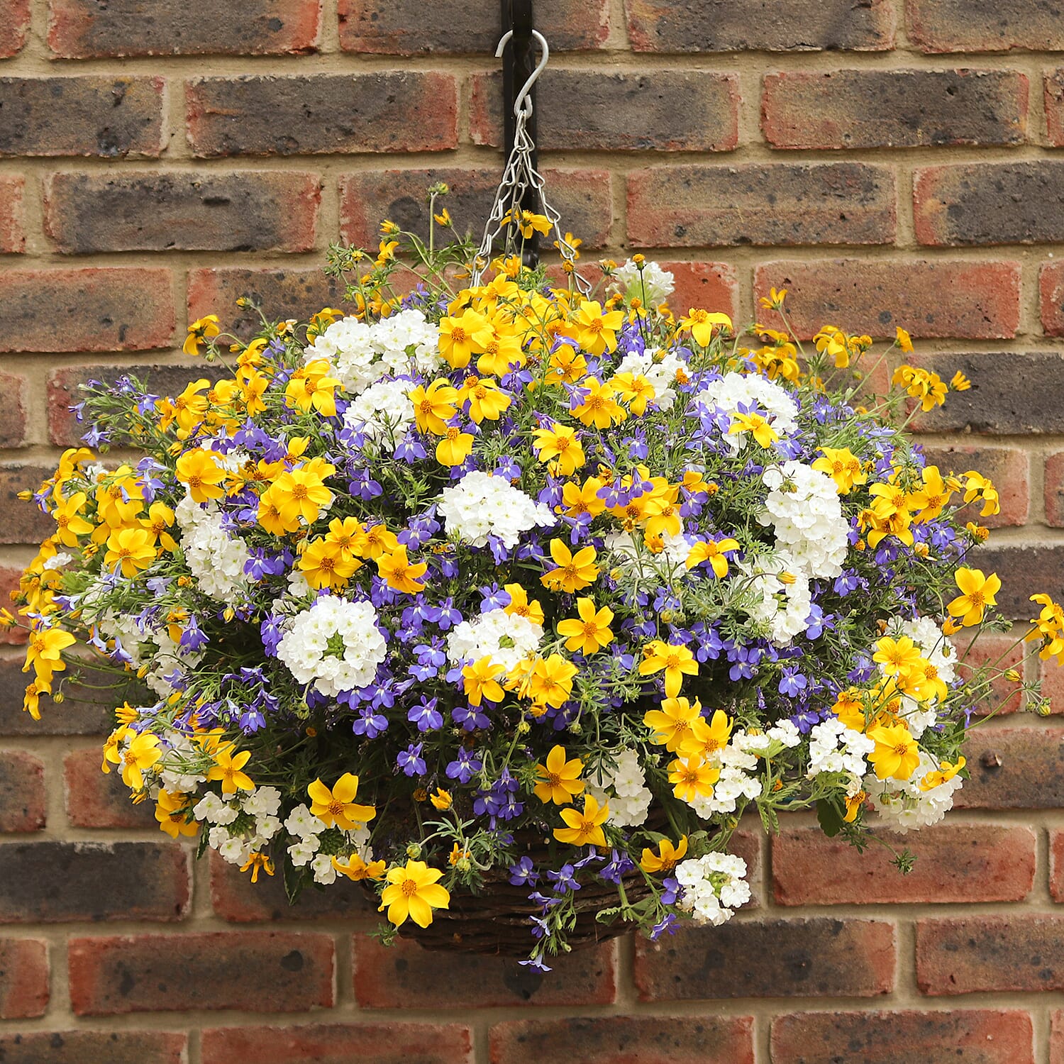 Pair of Pre-planted Lemon, Blue & White - Bidens, Lobelia and Verbena PLUS Hanging Baskets