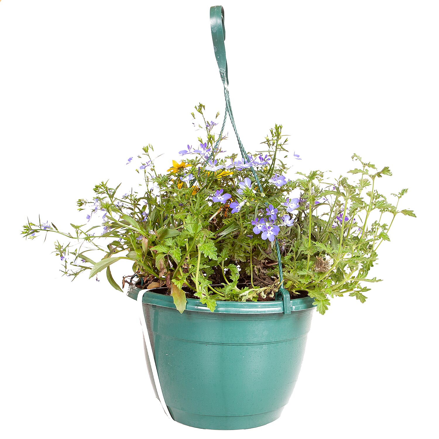 Pair of Pre-planted Lemon, Blue & White - Bidens, Lobelia and Verbena PLUS Hanging Baskets