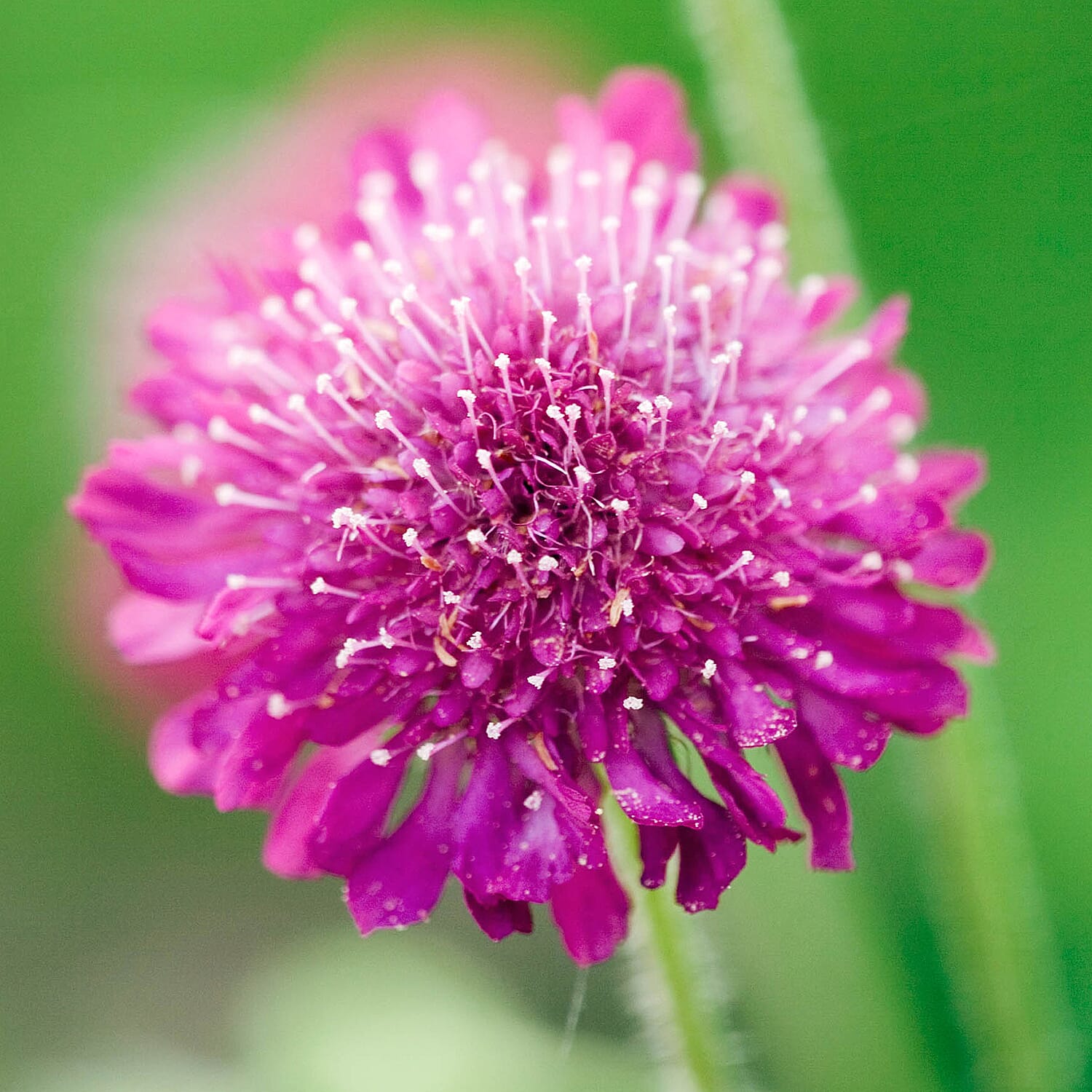 3 Scabious Cerise Melton Pastels in 9cm Pots - Flowers July to September