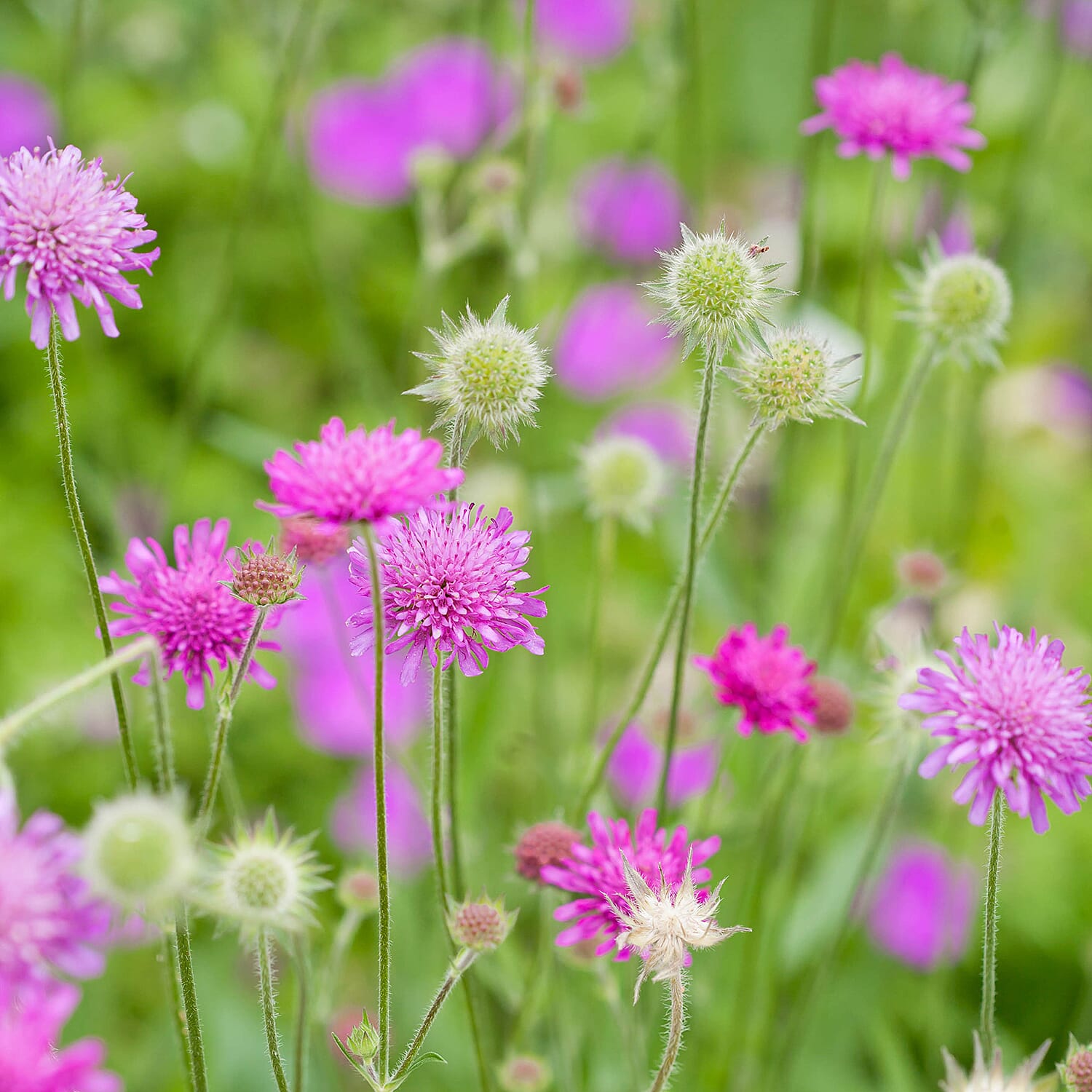 3 Scabious Cerise Melton Pastels in 9cm Pots - Flowers July to September