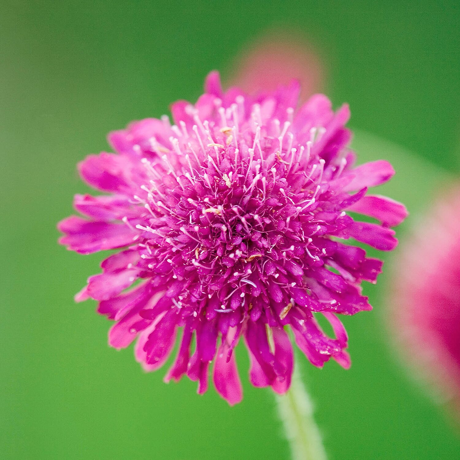 3 Scabious Cerise Melton Pastels in 9cm Pots - Flowers July to September