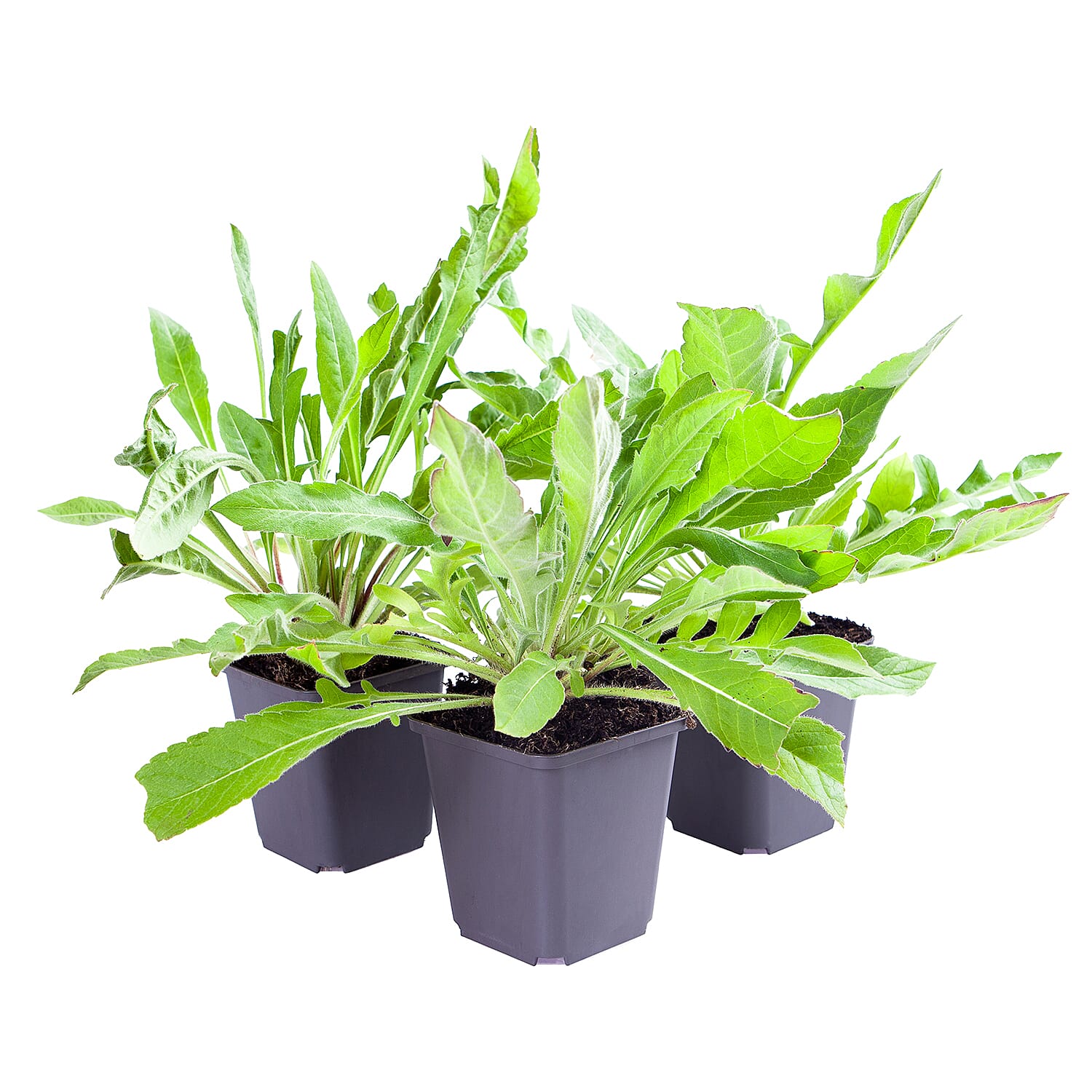 3 Scabious Cerise Melton Pastels in 9cm Pots - Flowers July to September