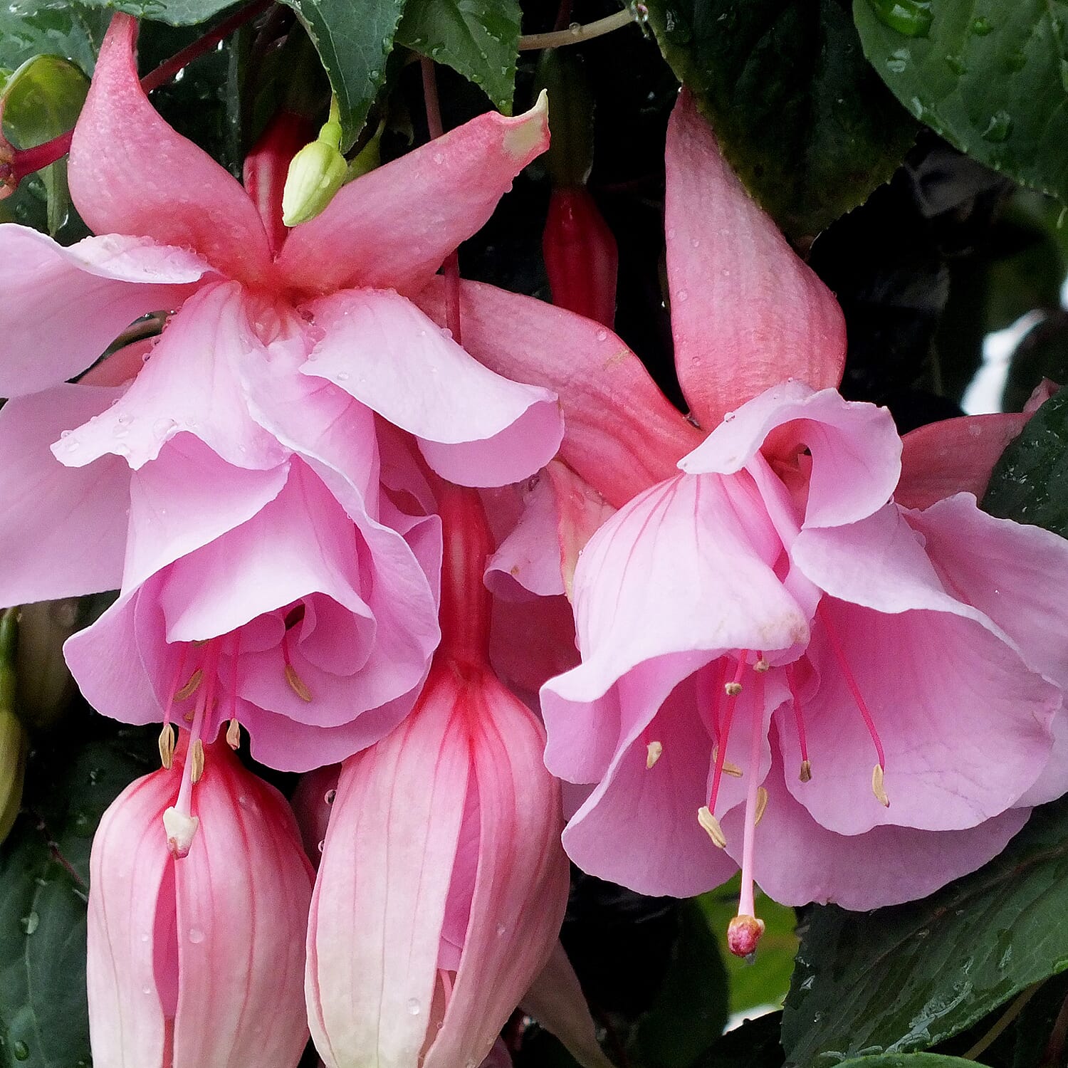 Set of 6 Fuchsia Julie Horton Plug Plants