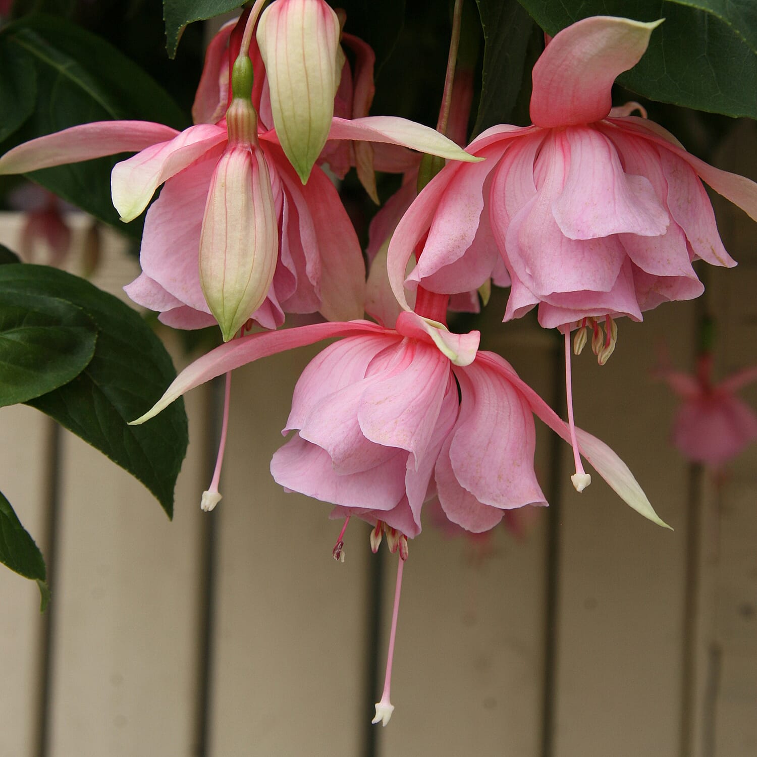 Set of 6 Fuchsia Julie Horton Plug Plants