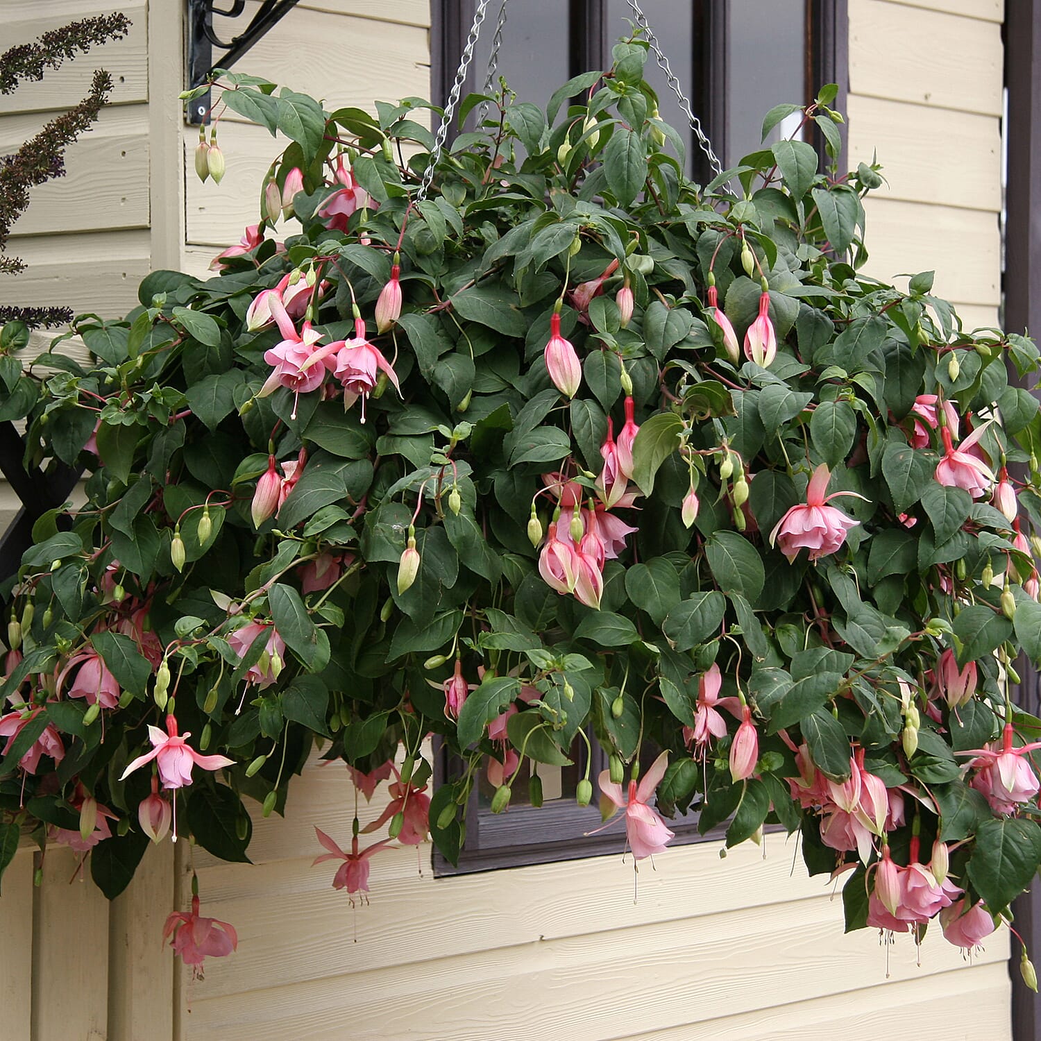 Set of 6 Fuchsia Julie Horton Plug Plants