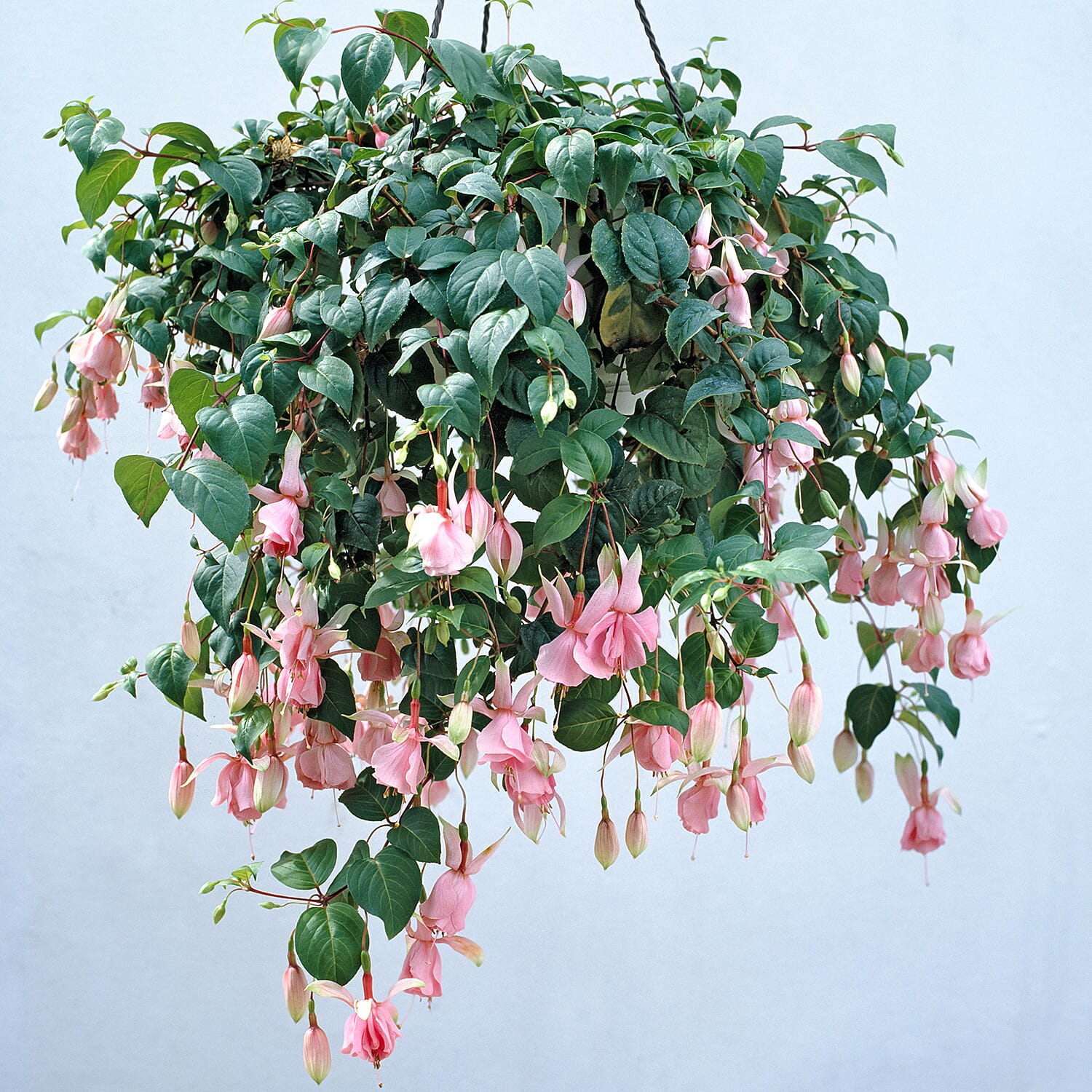 Set of 6 Fuchsia Julie Horton Plug Plants
